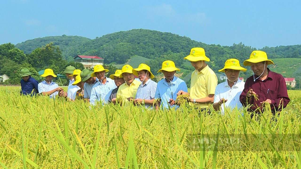 9X Thanh Hóa nặng lòng với cây lúa, hạt gạo quê hương được bình chọn Nông dân Việt Nam xuất sắc 2022 - Ảnh 6.