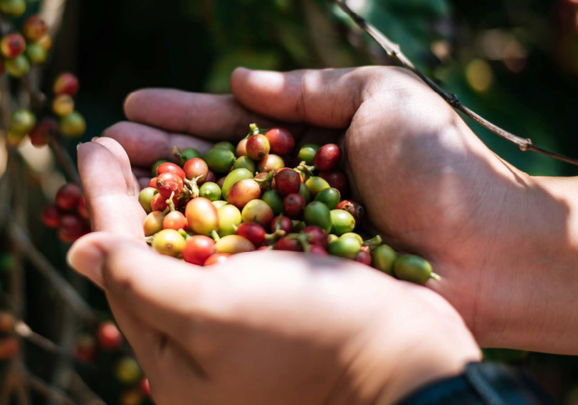 Giá cà phê Robusta tiếp tục suy yếu, cà phê nội mất giá 300 đồng/kg - Ảnh 4.