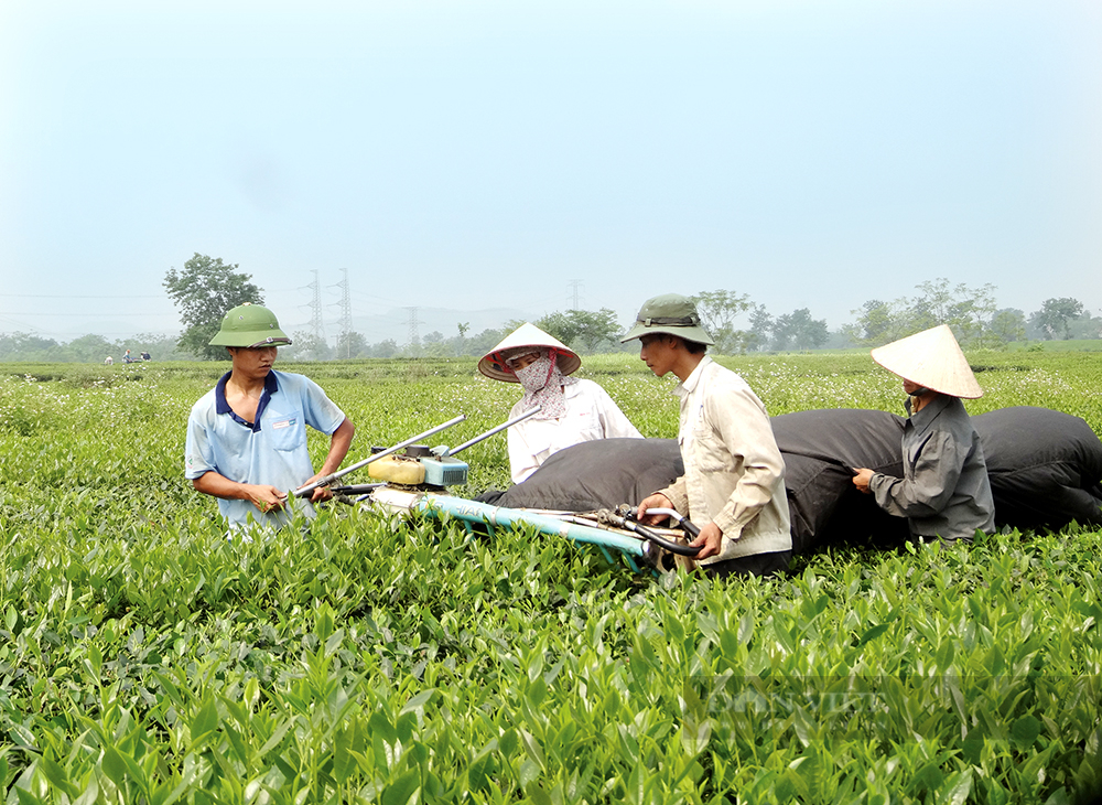 Phú Thọ: Liên kết chuỗi để nông nghiệp phát triển bền vững, nhà nông làm giàu - Ảnh 1.