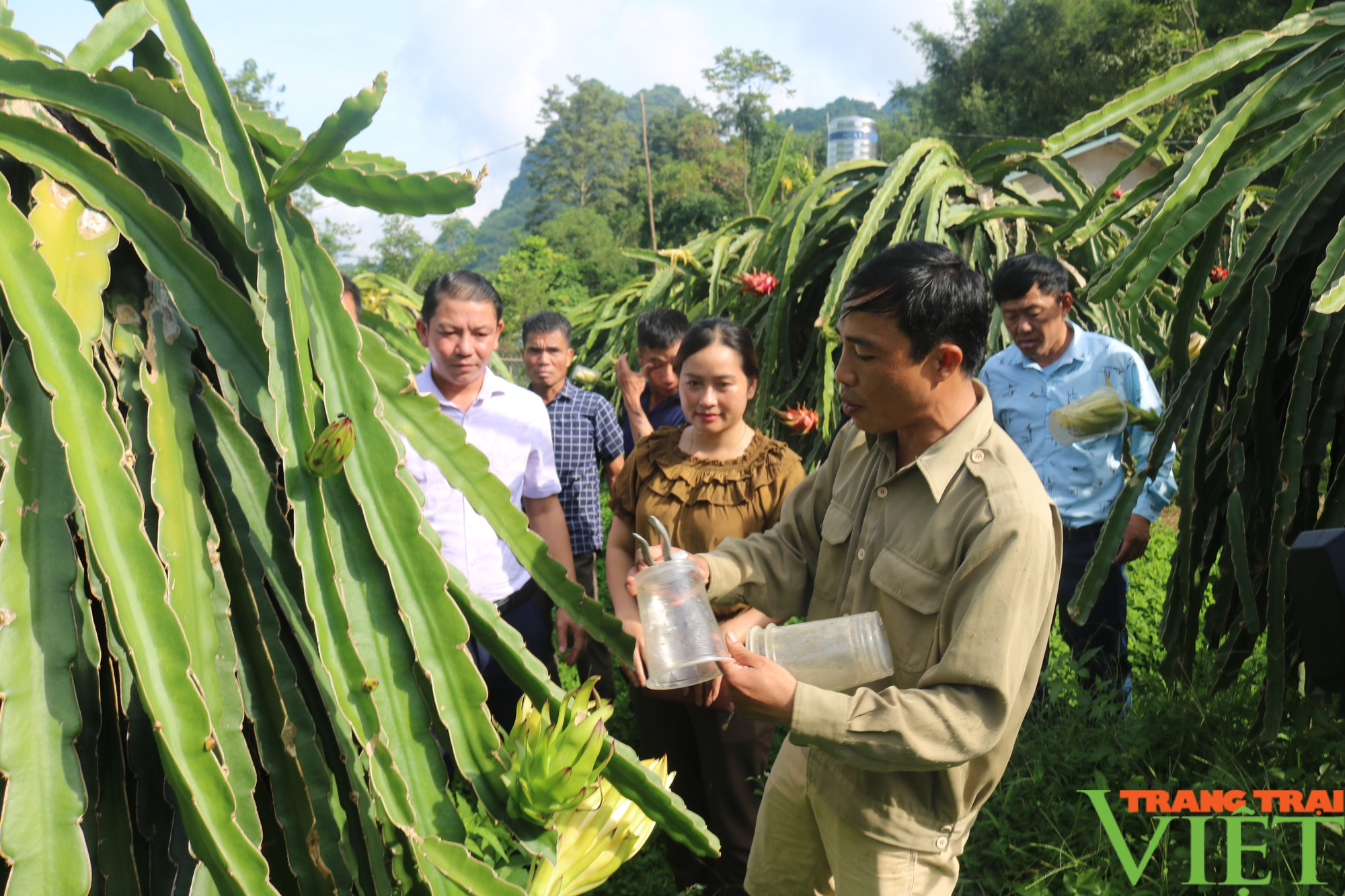  Liên kết sản xuất, hỗ trợ bao tiêu sản phẩm cho nông dân Sơn La - Ảnh 5.
