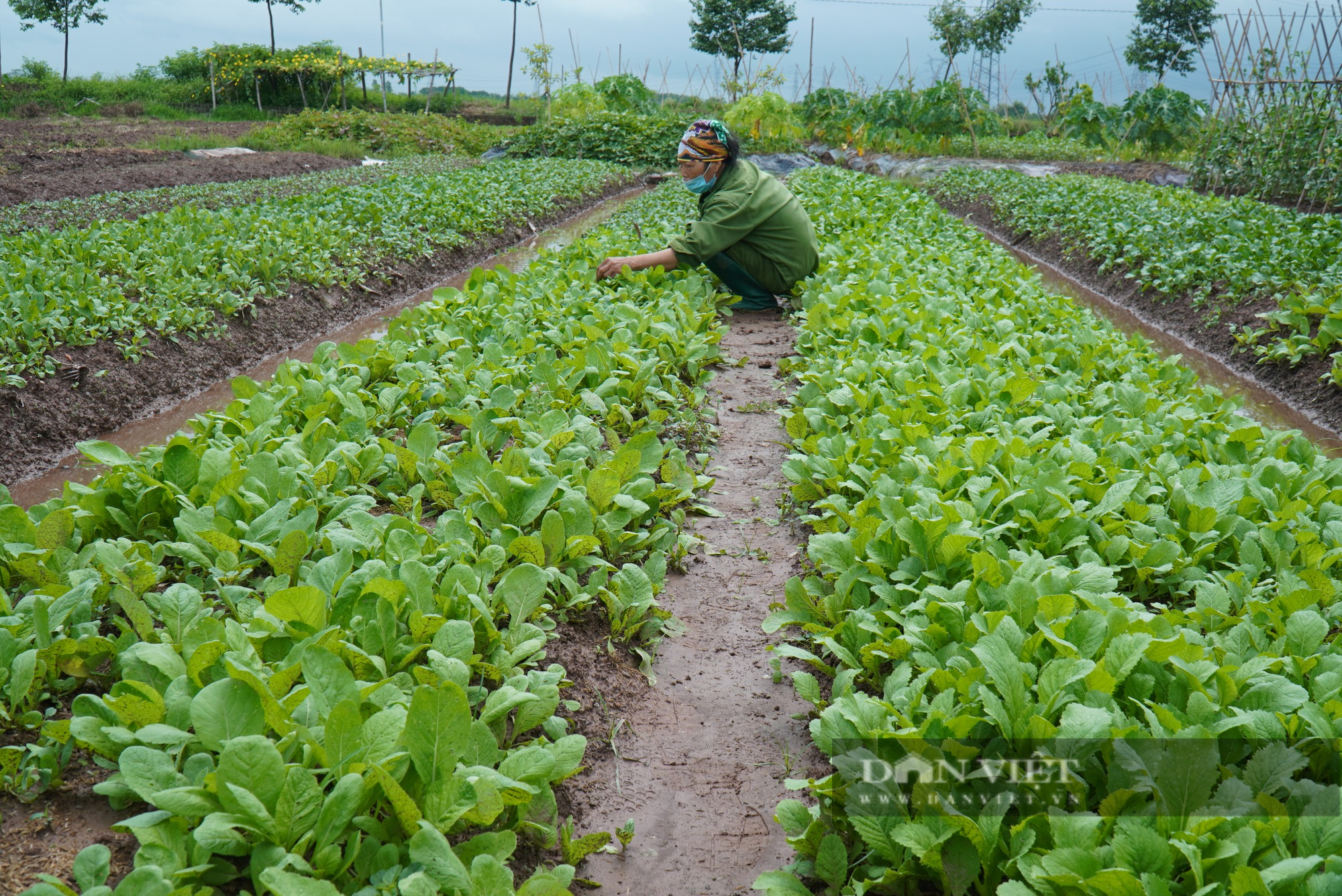 Nông dân Việt Nam xuất sắc 2022 ở Bắc Ninh lập HTX trồng rau an toàn, nhiều hộ khấm khá xây nhà tiền tỷ - Ảnh 4.