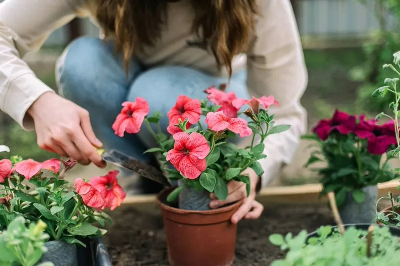 &quot;Đổi nhà&quot; cho cây cảnh đừng làm 5 điều này nếu bạn không muốn vứt rác - Ảnh 1.