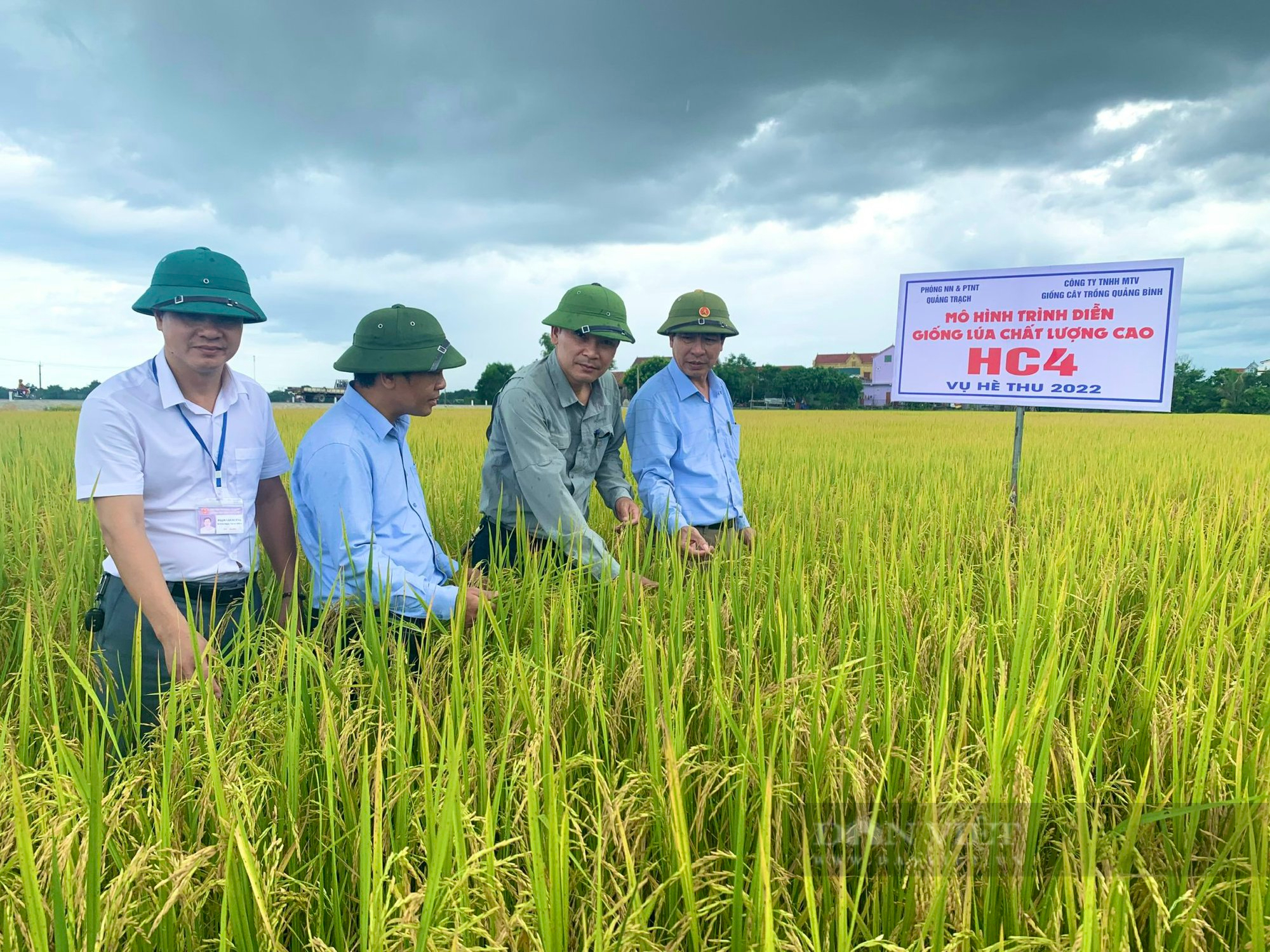 Tuyên Quang Nông dân gia tăng thu nhập nhờ trồng các giống lúa chất lượng  cao  Báo Dân tộc và Phát triển