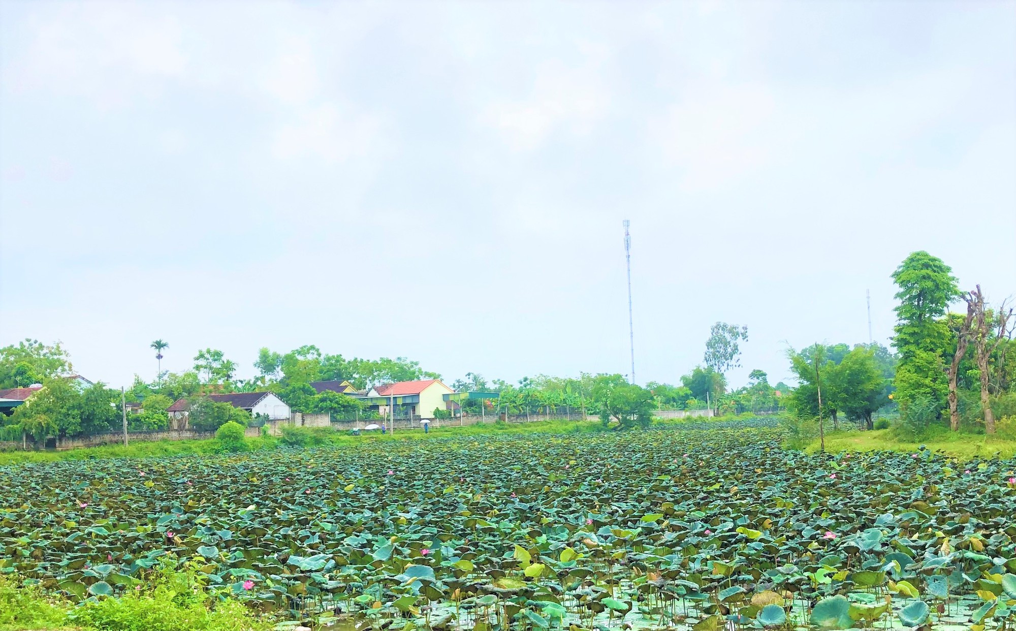 Kể chuyện làng: Dù đi xa luôn nhớ về đầm sen ấy, bởi nó được coi như một mảnh hồn của làng - Ảnh 1.