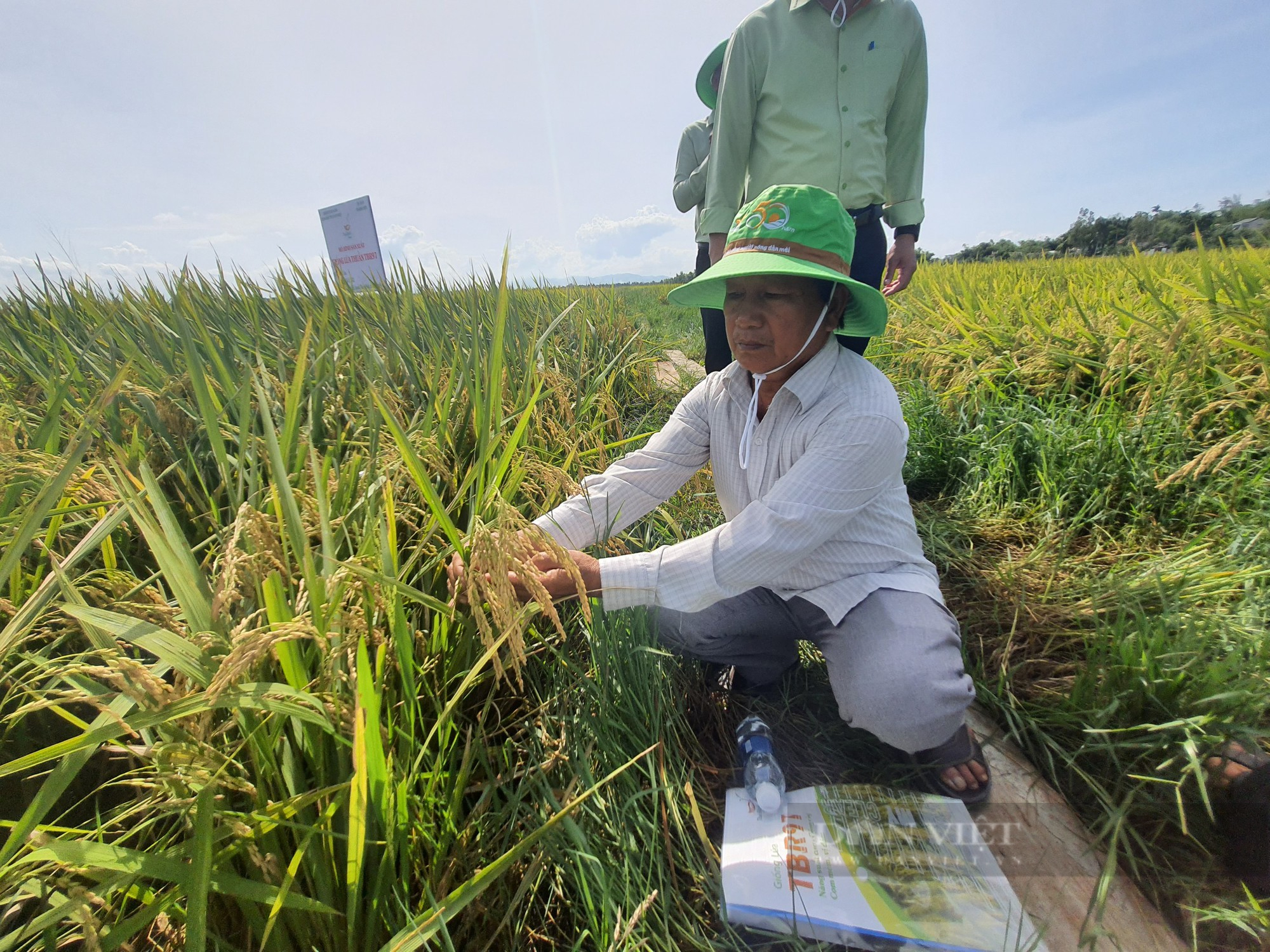 Quảng Nam: Giống lúa TBR97 tạo điều kỳ diệu trên vùng đất 10 năm nông dân không thể canh tác - Ảnh 2.