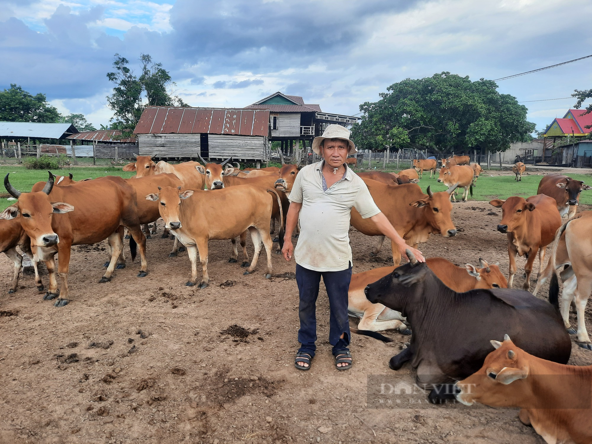 Nông dân Việt Nam xuất sắc năm 2022 ở Gia Lai là tỷ phú nuôi trâu bò thả rông ăn cỏ - Ảnh 2.