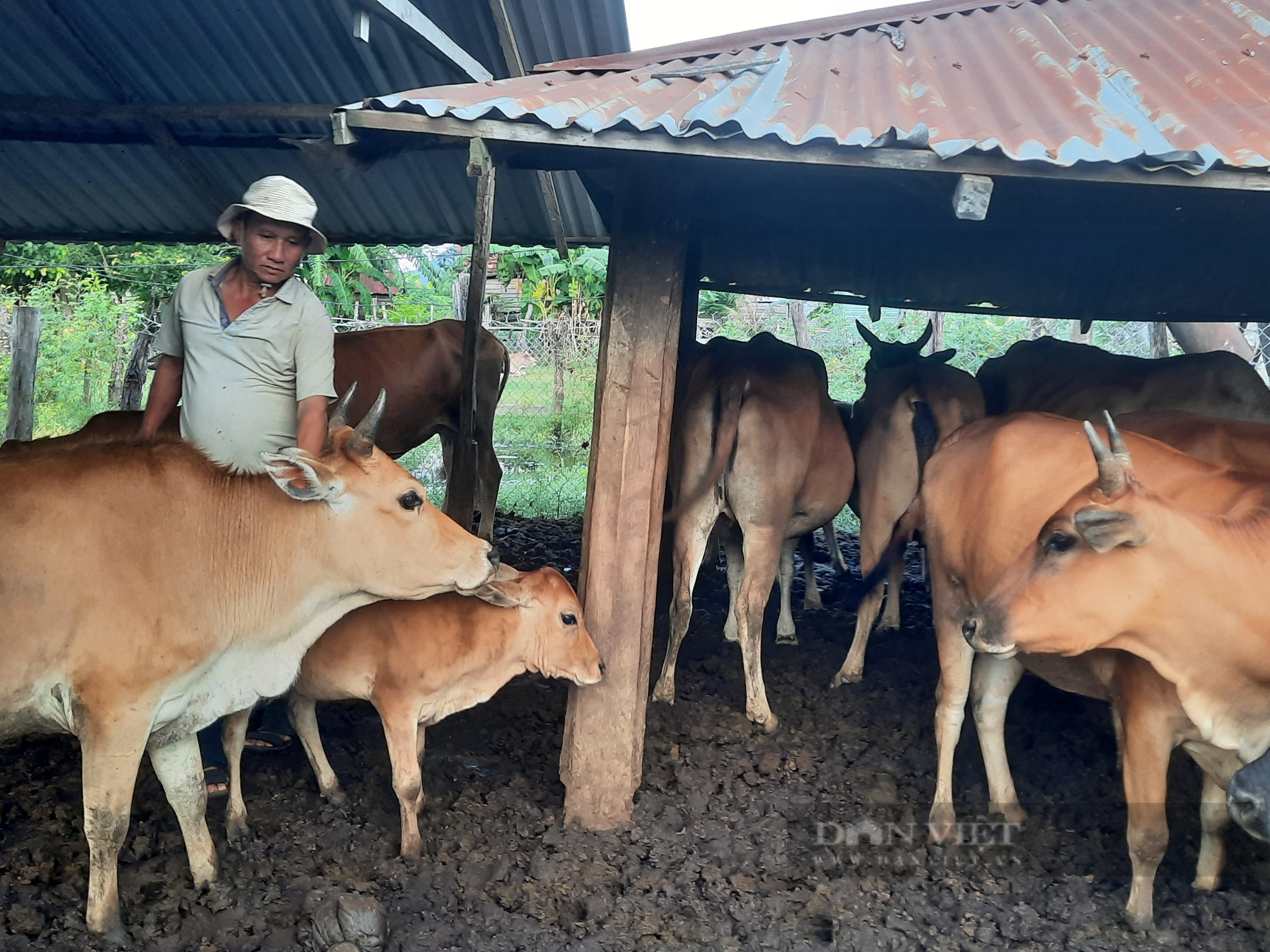 Nông dân Việt Nam xuất sắc năm 2022 ở Gia Lai là tỷ phú nuôi trâu bò thả rông ăn cỏ - Ảnh 3.