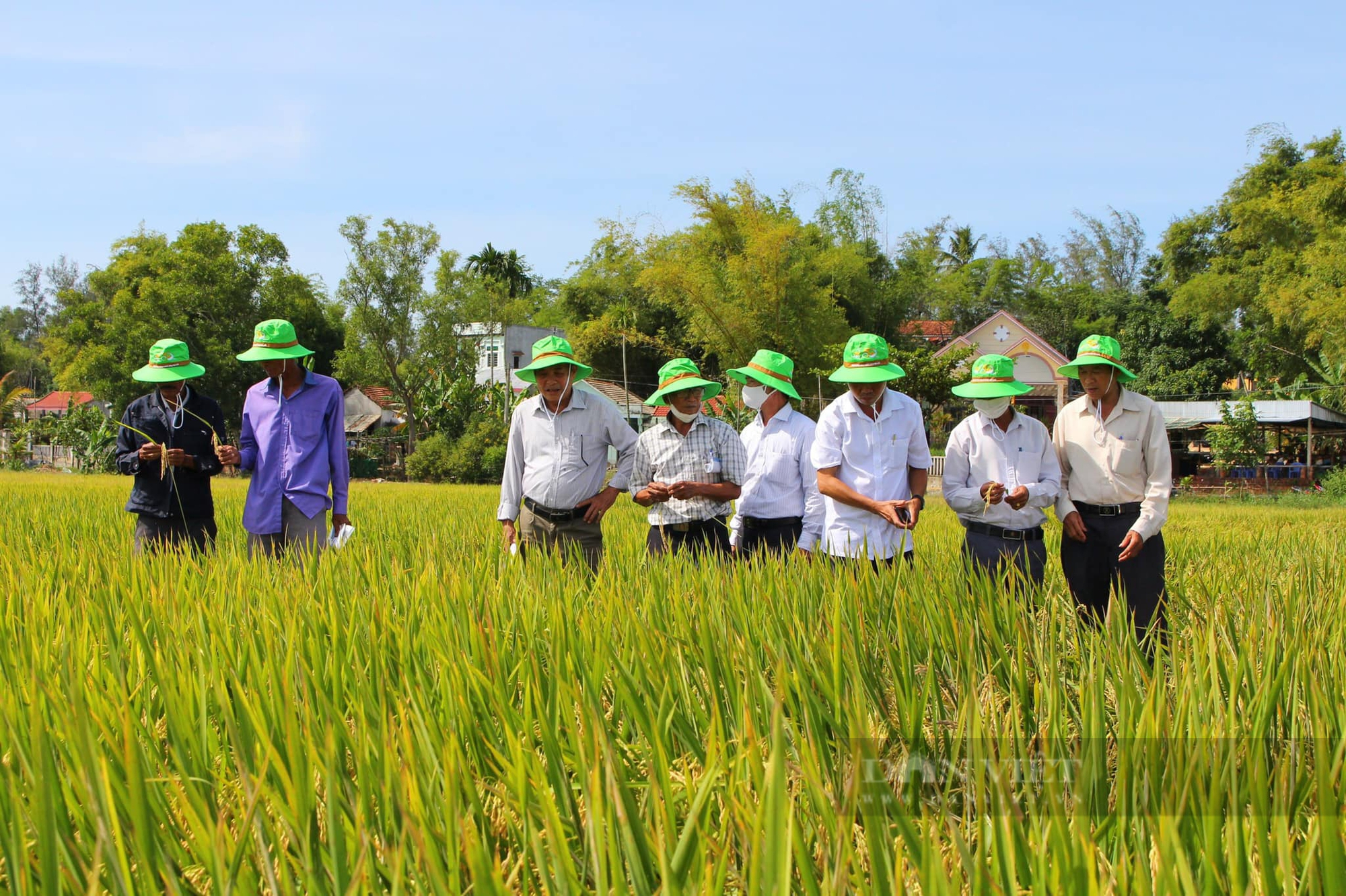 Quảng Nam: Giống lúa TBR97 tạo điều kỳ diệu trên vùng đất 10 năm nông dân không thể canh tác - Ảnh 4.