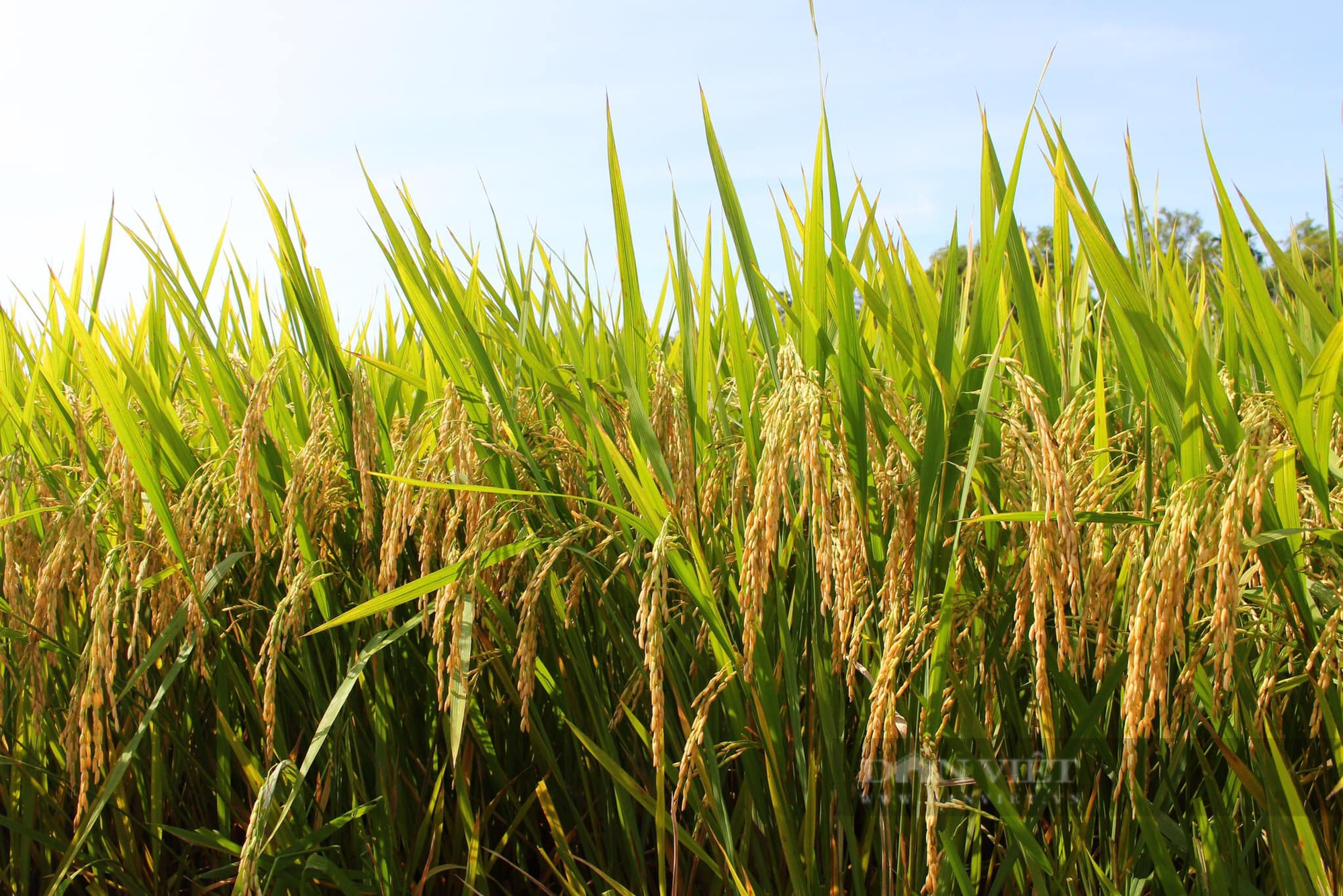 Quảng Nam: Giống lúa TBR97 tạo điều kỳ diệu trên vùng đất 10 năm nông dân không thể canh tác - Ảnh 7.