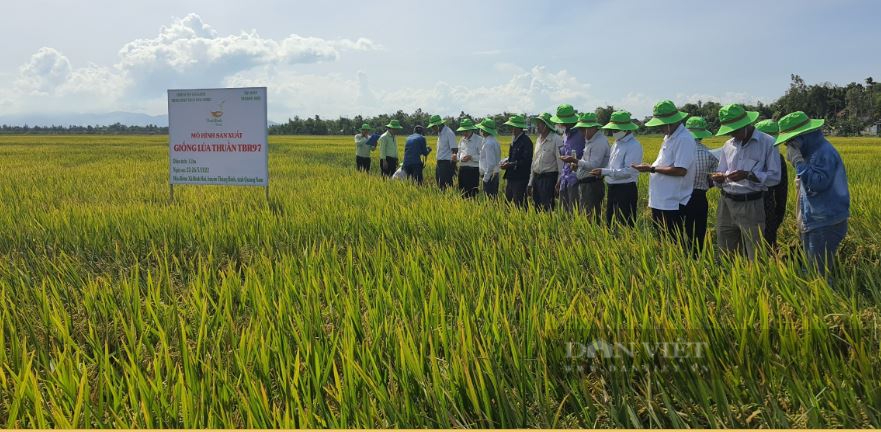 Quảng Nam: Giống lúa TBR97 tạo điều kỳ diệu trên vùng đất 10 năm nông dân không thể canh tác - Ảnh 6.