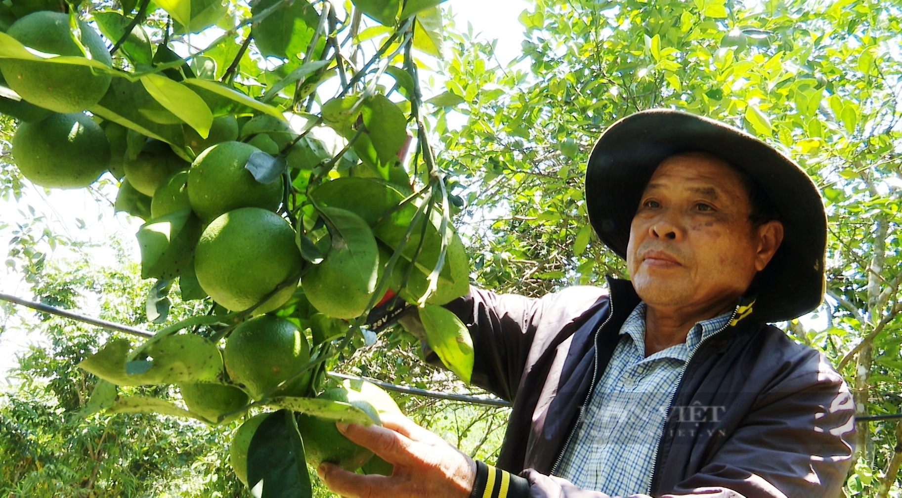 Quảng Nam: Lão nông liều phá cây keo, trồng 400 cây cam, mỗi vụ thu 100 triệu đồng - Ảnh 3.