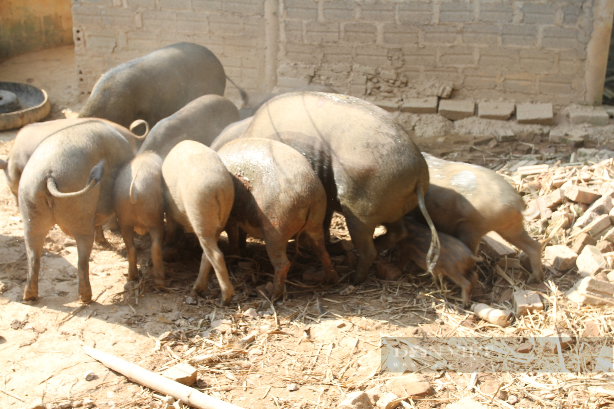 Thái Nguyên: Định hướng sản xuất sản phẩm sạch, HTX này nuôi lợn rừng chỉ cho ăn toàn rau củ quả - Ảnh 3.
