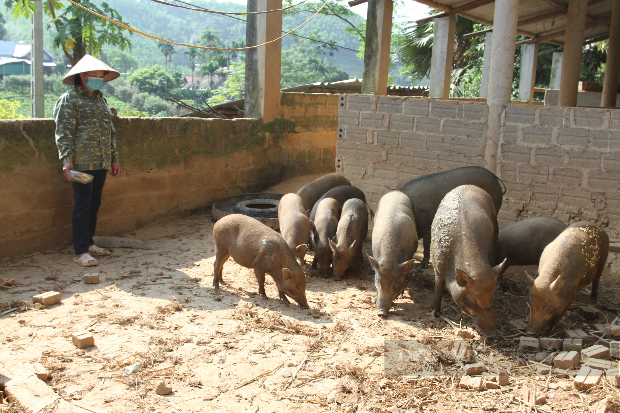 Thái Nguyên: Định hướng sản xuất sản phẩm sạch, HTX này nuôi lợn rừng chỉ cho ăn toàn rau củ quả - Ảnh 2.