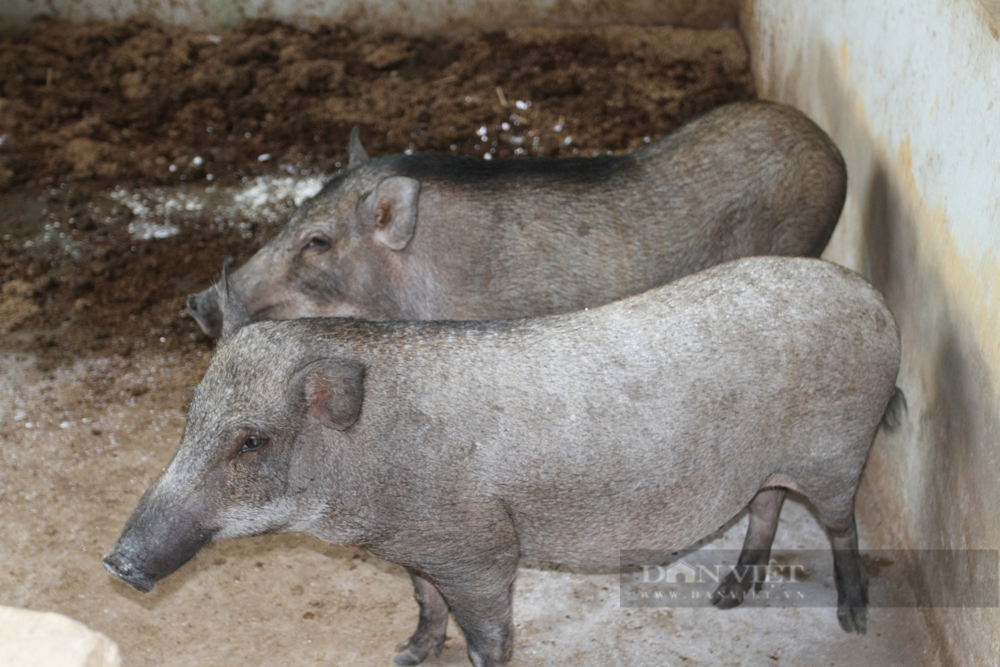 Thái Nguyên: Định hướng sản xuất sản phẩm sạch, HTX này nuôi lợn rừng chỉ cho ăn toàn rau củ quả - Ảnh 4.