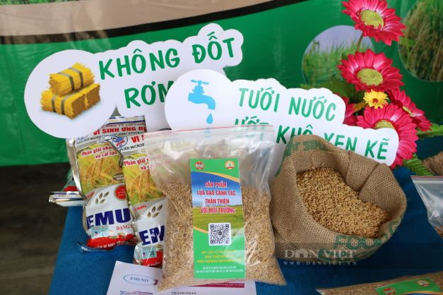 Ninh Thuận: Tuyên truyền vận động nông dân áp dụng phương pháp canh tác lúa thân thiện với môi trường - Ảnh 3.