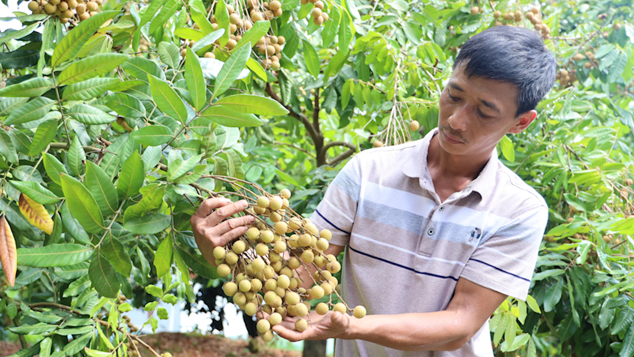 Yên Châu: Được mùa, nông dân trồng nhãn phấn khởi vào vụ thu hoạch - Ảnh 2.