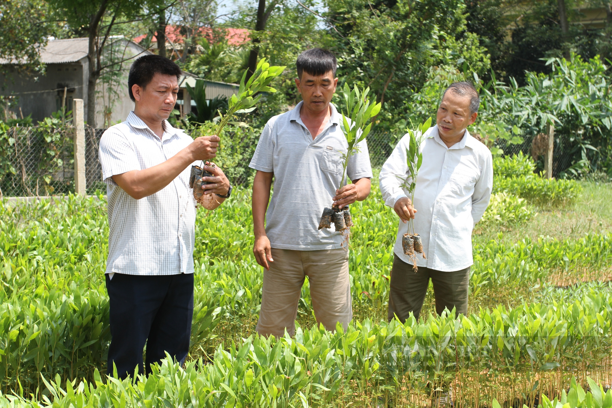Thái Nguyên: Trồng rừng kết hợp chăn nuôi và phát triển cây giống, nông dân nơi đây có kinh tế ổn định - Ảnh 7.