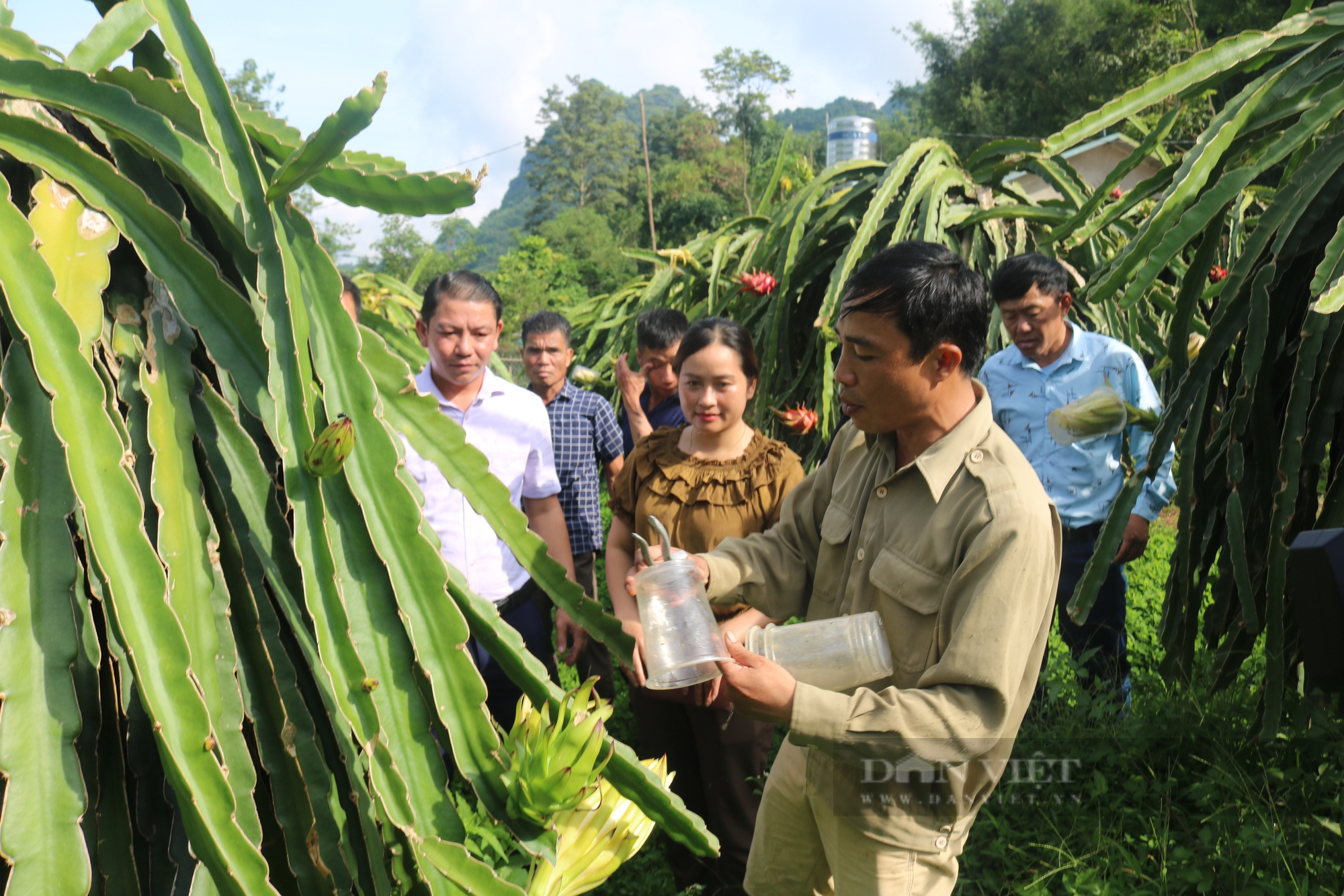 Giám đốc HTX người Thái giữa lòng thành phố Sơn La biến cây ăn quả tai dài theo ý mình - Ảnh 9.