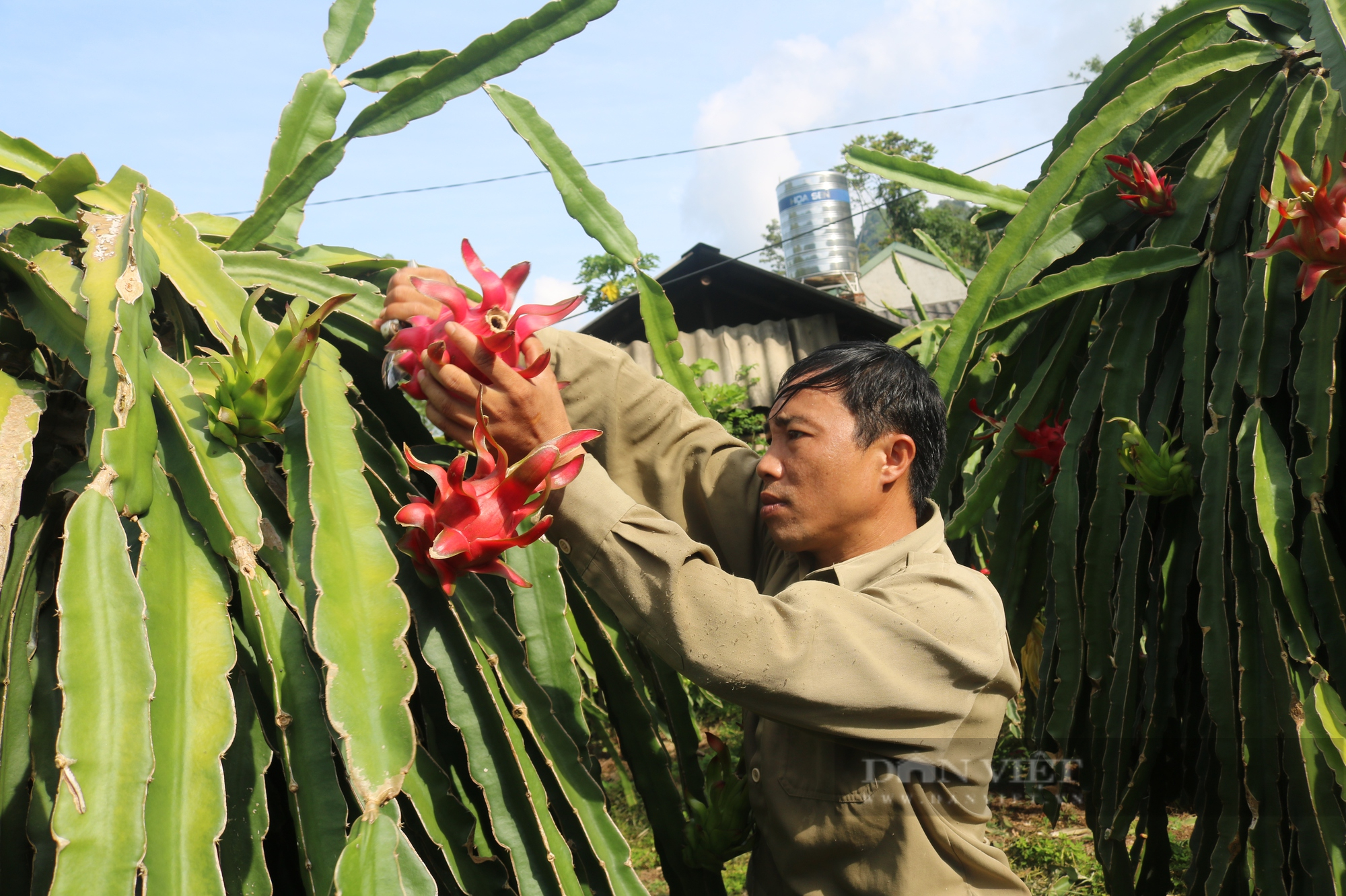 Giám đốc HTX người Thái giữa lòng thành phố Sơn La biến cây ăn quả tai dài theo ý mình - Ảnh 3.