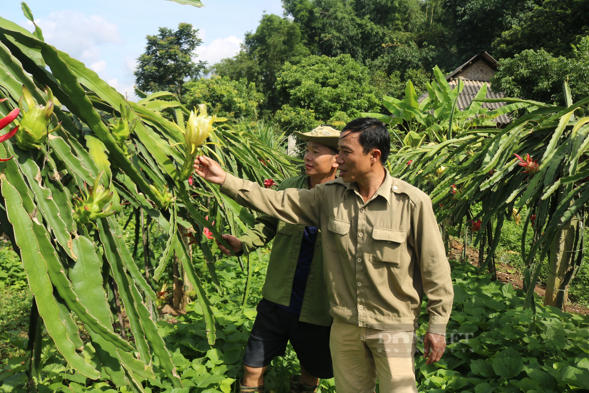 Giám đốc HTX người Thái giữa lòng thành phố Sơn La biến cây ăn quả tai dài theo ý mình - Ảnh 8.