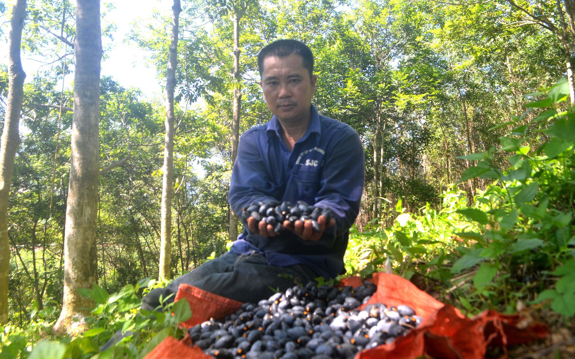 Quả trám đặc sản được giá, thương lái Nghệ An đổ xô đi mua mà nhà vườn không có đủ để bán