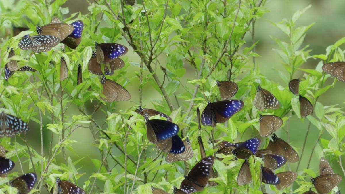Mê mẩn với hàng trăm loài bướm tại &quot;Vương quốc bướm&quot; Đài Loan - Ảnh 2.