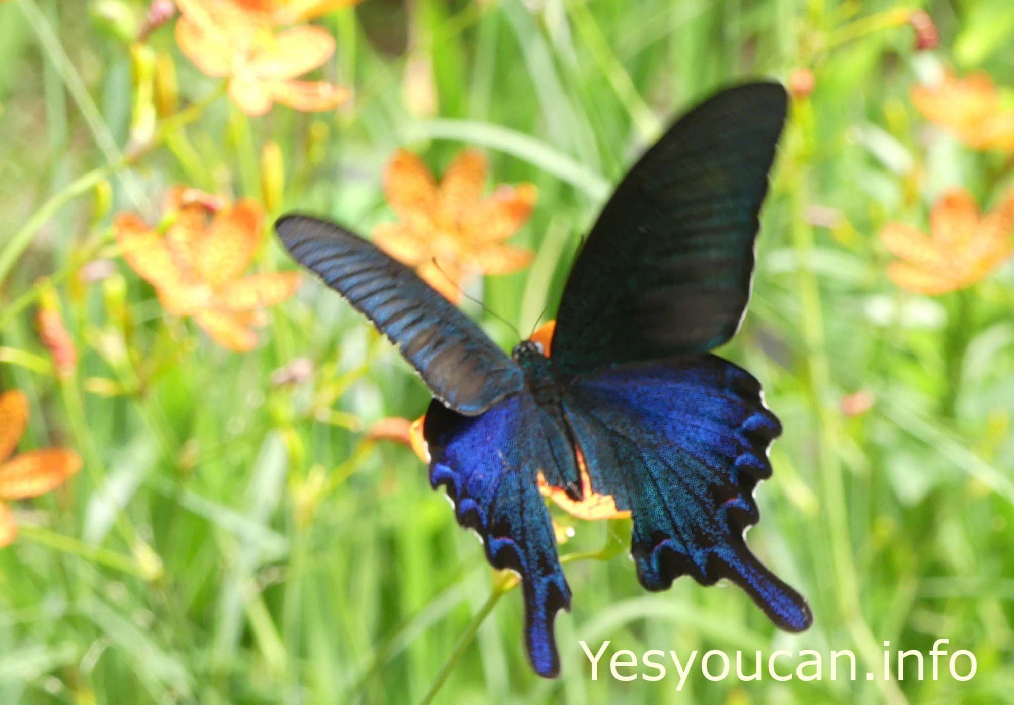 Mê mẩn với hàng trăm loài bướm tại &quot;Vương quốc bướm&quot; Đài Loan - Ảnh 4.