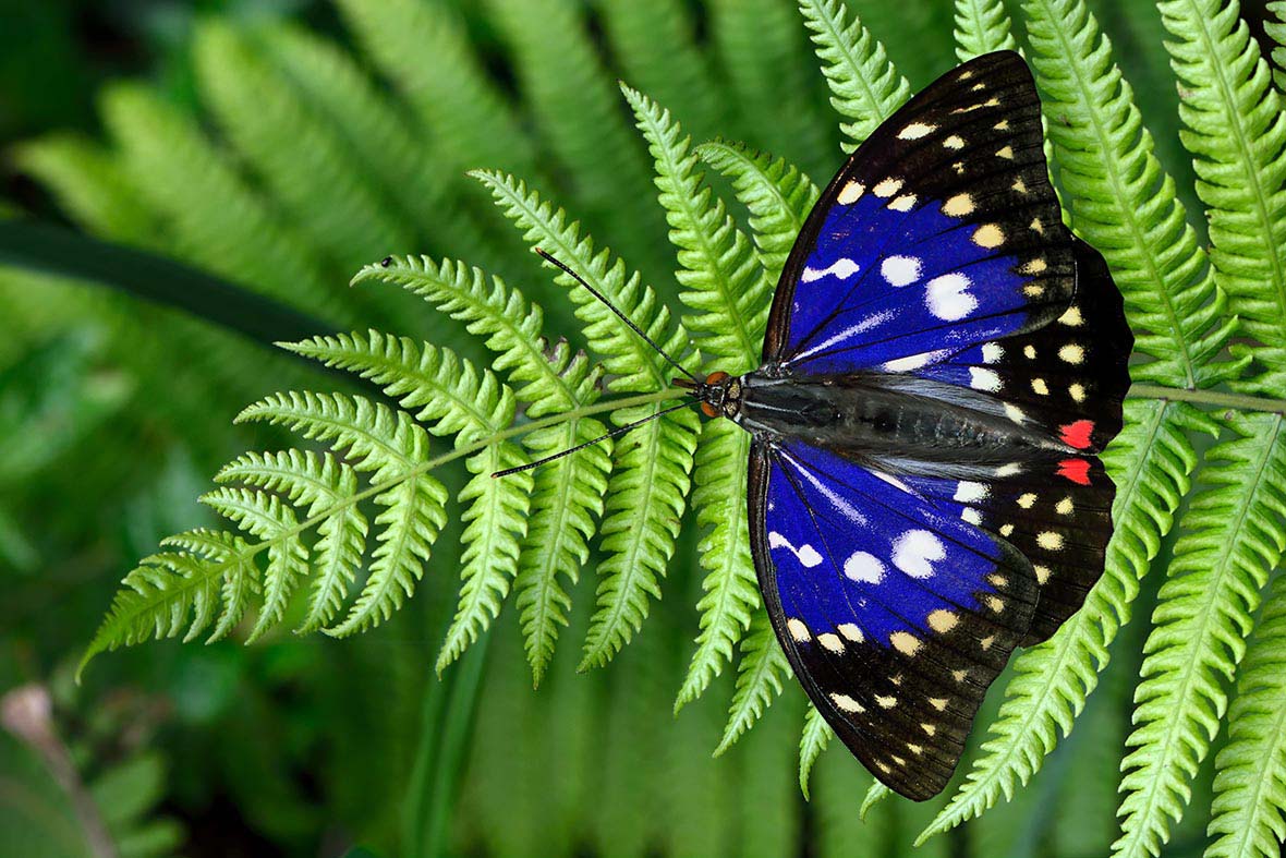 Mê mẩn với hàng trăm loài bướm tại &quot;Vương quốc bướm&quot; Đài Loan - Ảnh 7.