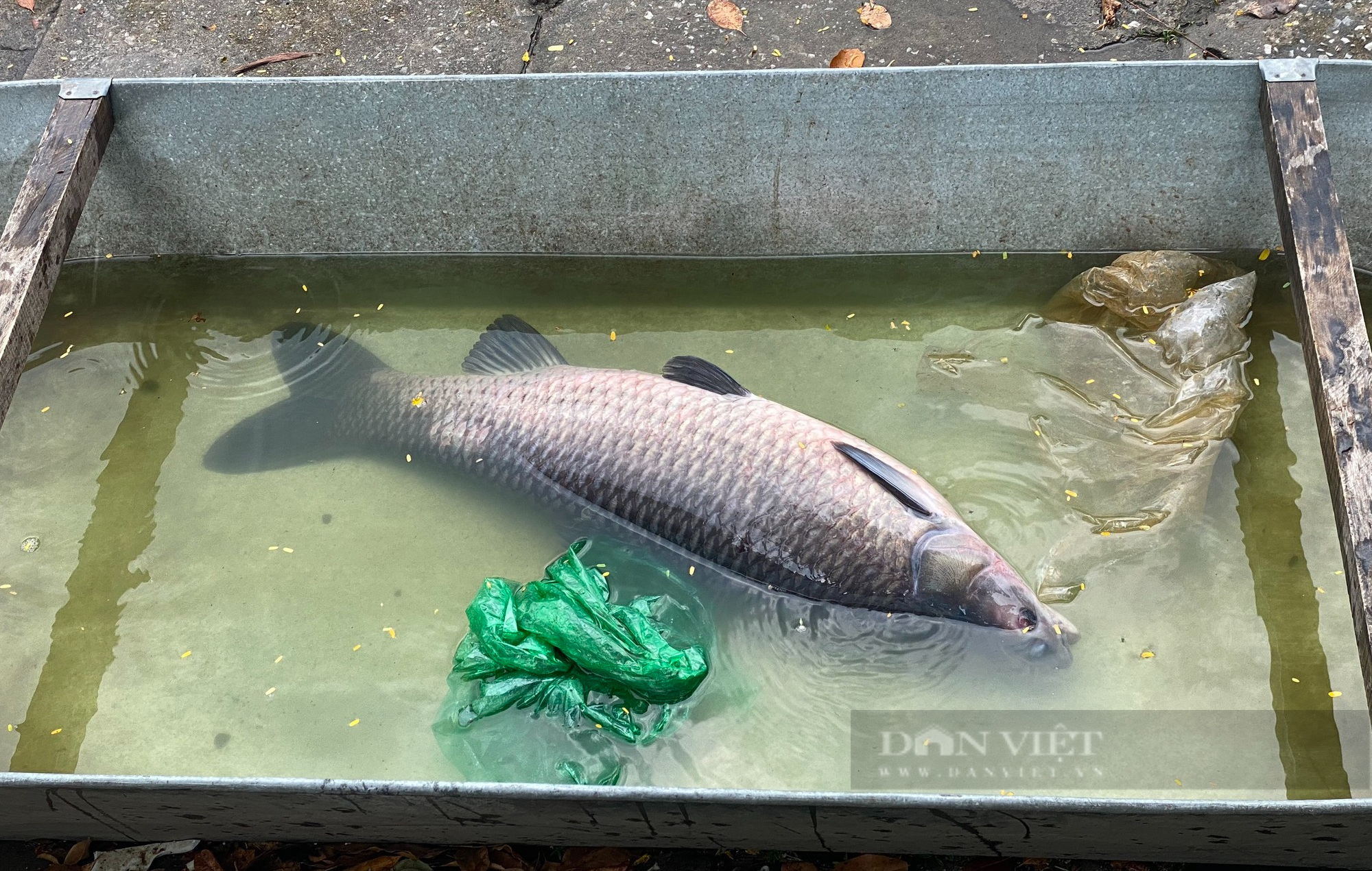 &quot;Người nhà hồ&quot; tổ chức câu cá có thưởng (Kỳ 2): Núp bóng câu cá để … đánh bạc - Ảnh 3.