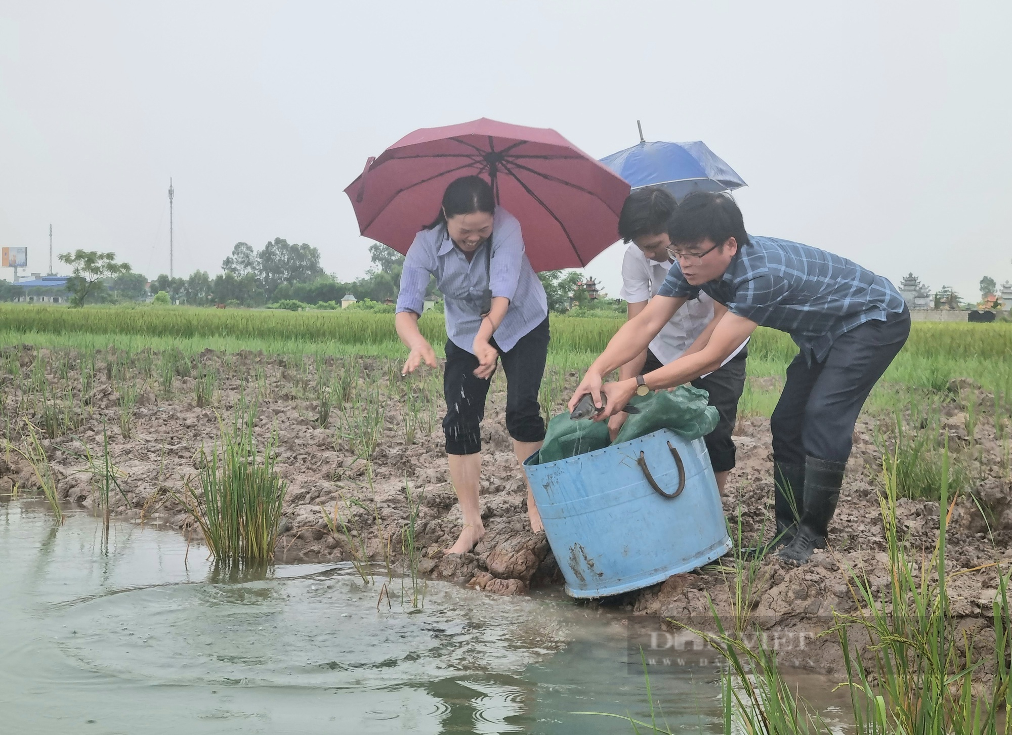 Hội Nông dân Thanh Hóa: Bàn giao 100kg giống cá trắm đen cho hội viên nuôi - Ảnh 2.