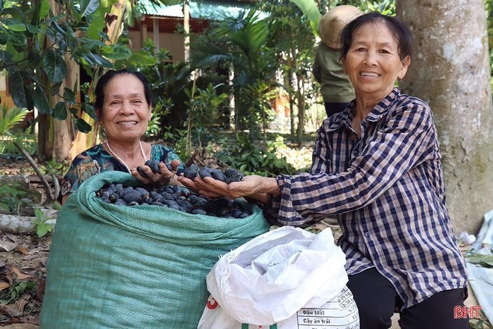 Ha Tinh: Picking black specialty fruits - Photo 10.