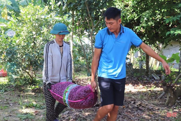 Hà Tĩnh: Hái loại quả đặc sản đen sì  - Ảnh 6.