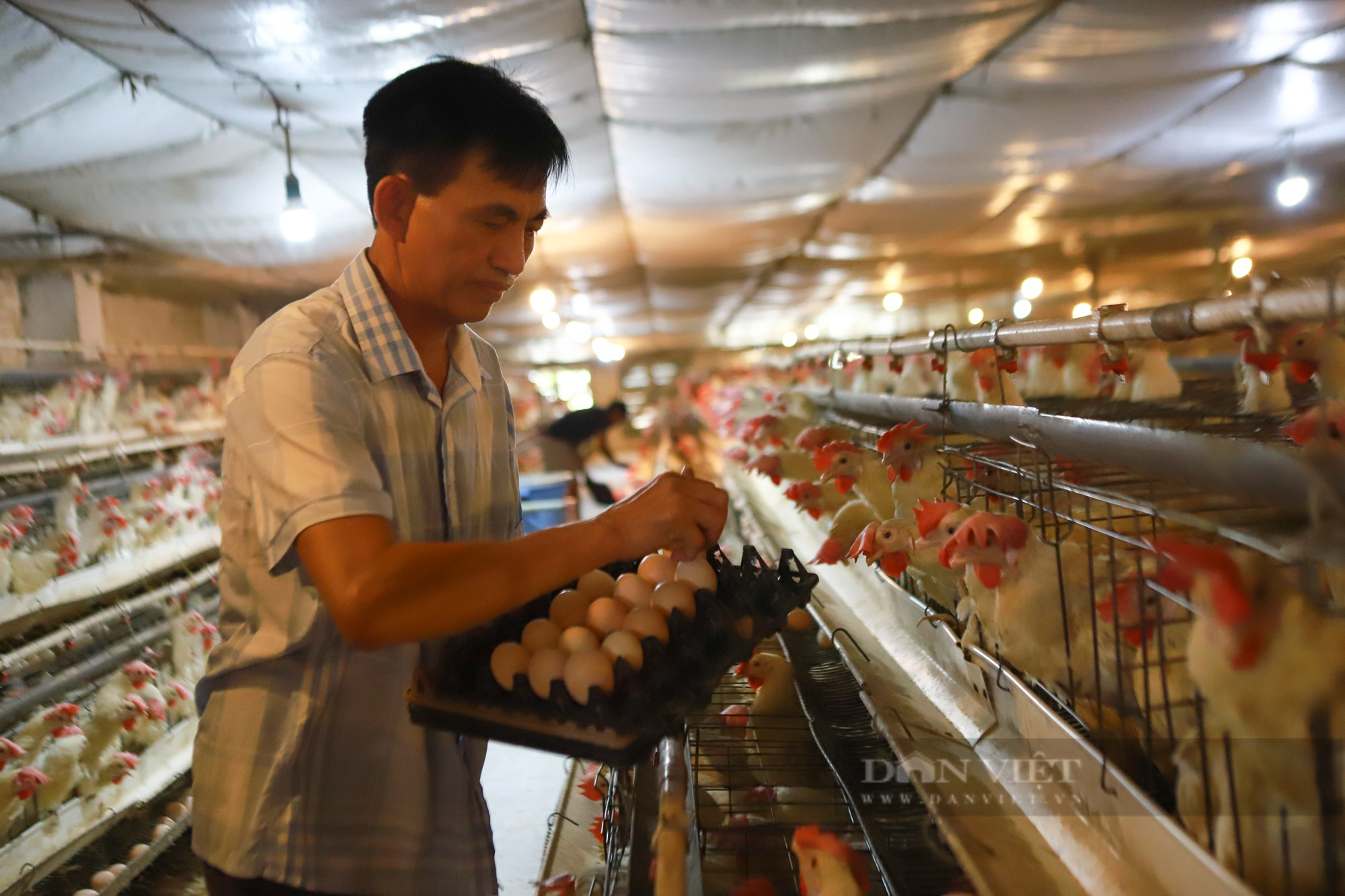 Nuôi gà đẻ trứng la liệt thu về tiền tỷ, ông nông dân ở Hải Dương thành nông dân Việt Nam xuất sắc 2022 - Ảnh 2.