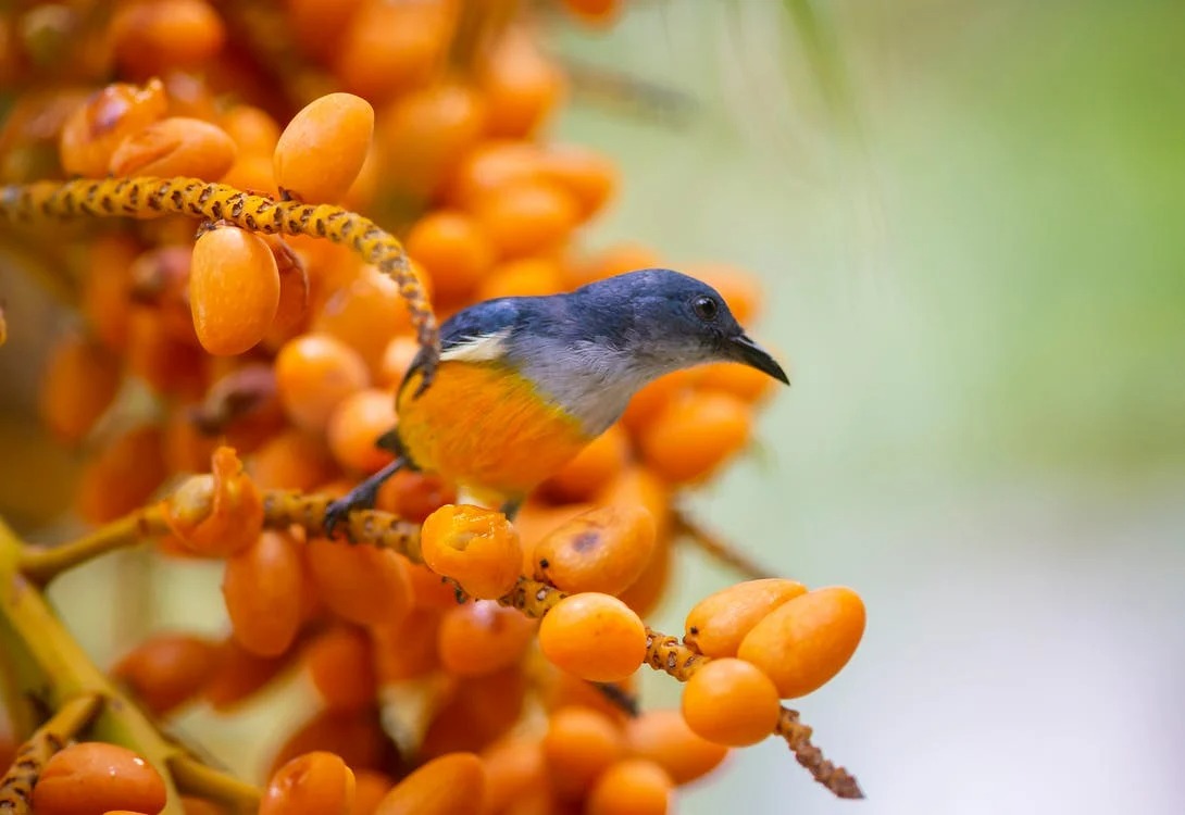 Người tuổi Sửu có giờ sinh này cuộc đời may mắn, phúc lộc lâu dài - Ảnh 2.