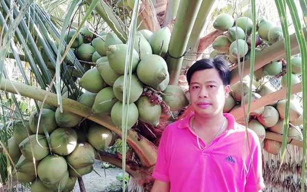 Vườn dừa giống lạ, cây thấp tè đã đeo oằn trái, đẹp như phim đang "gây sốt" ở Sóc Trăng