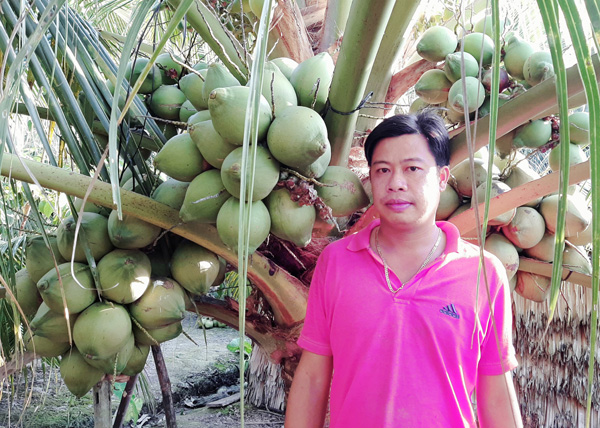 Vườn dừa giống lạ, cây thấp tè đã đeo oằn trái, đẹp như phim đang &quot;gây sốt&quot; ở Sóc Trăng - Ảnh 2.