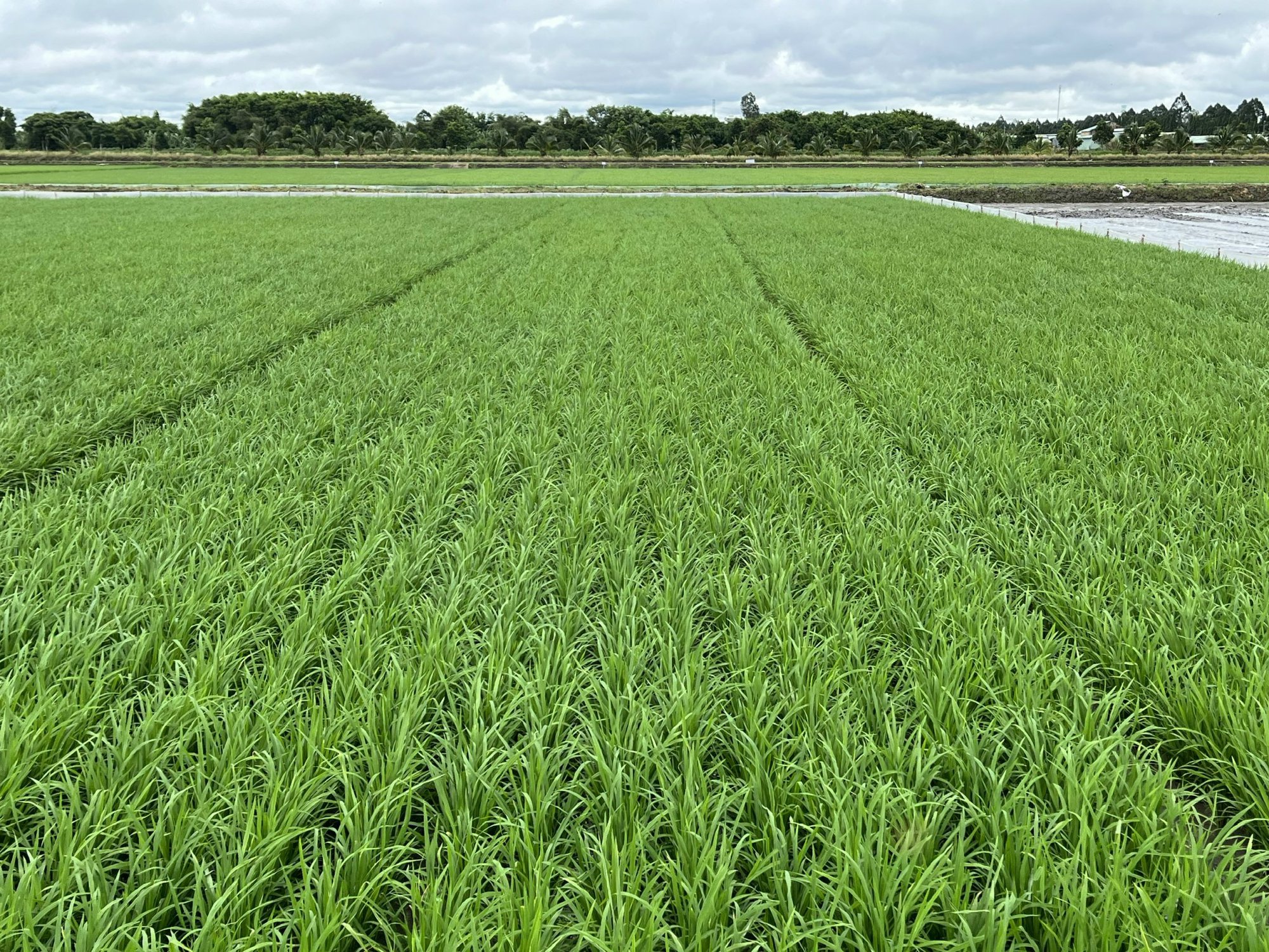 Ứng dụng máy sạ cụm trong giảm giống gieo sạ trên cây lúa tại Đồng bằng Sông Cửu Long - Ảnh 3.