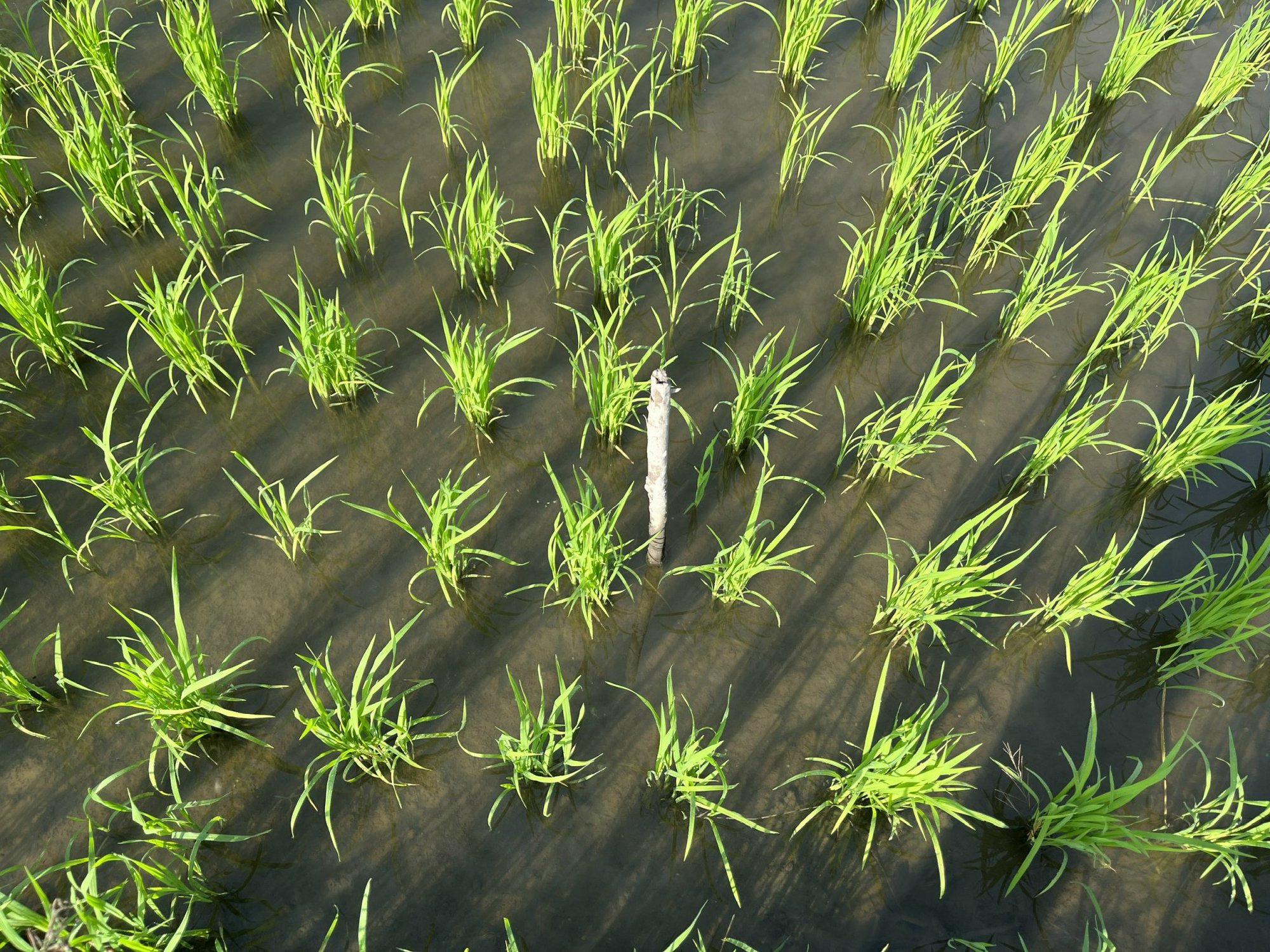 Ứng dụng máy sạ cụm trong giảm giống gieo sạ trên cây lúa tại Đồng bằng Sông Cửu Long - Ảnh 4.