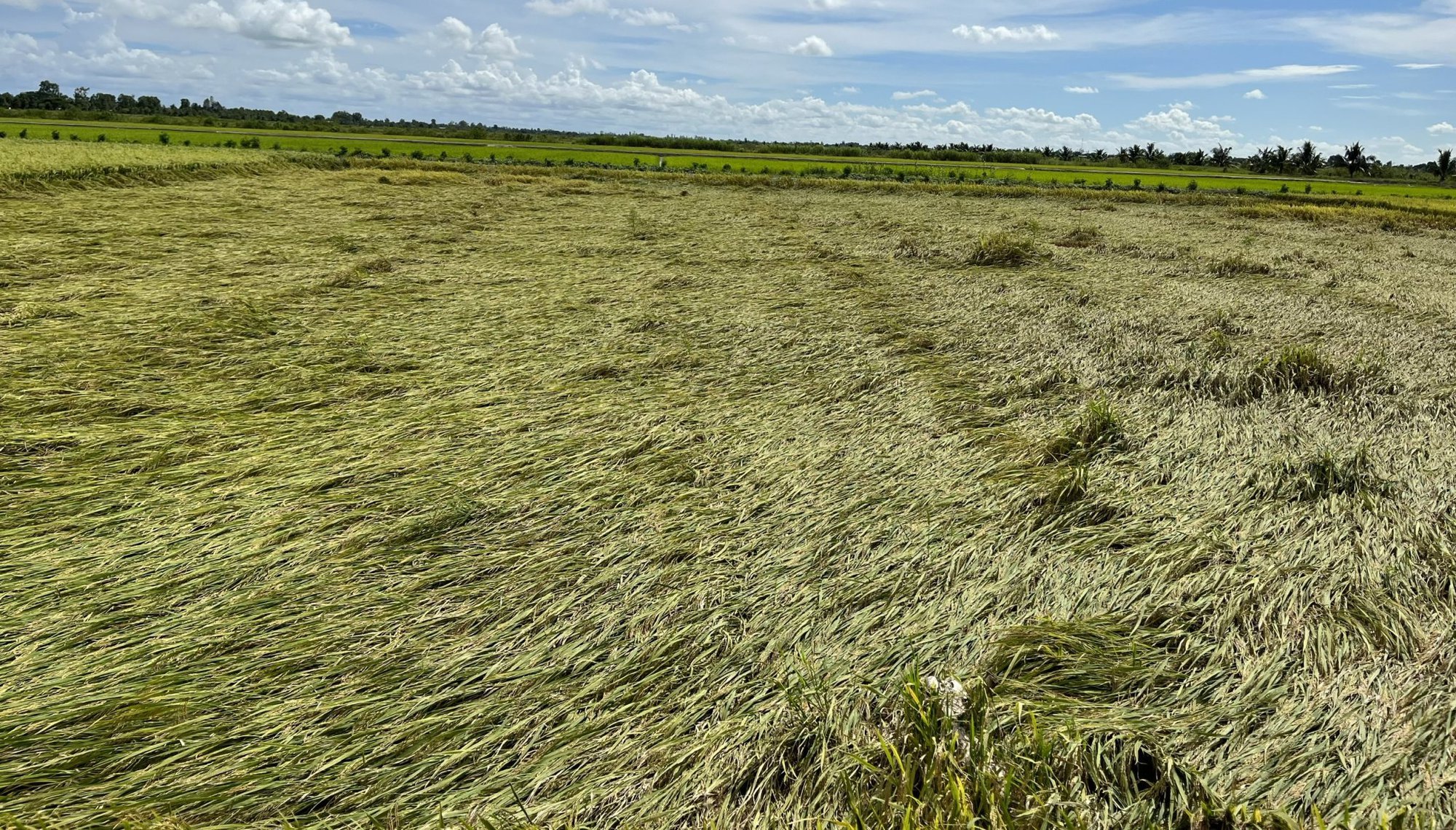Ứng dụng máy sạ cụm trong giảm giống gieo sạ trên cây lúa tại Đồng bằng Sông Cửu Long - Ảnh 6.