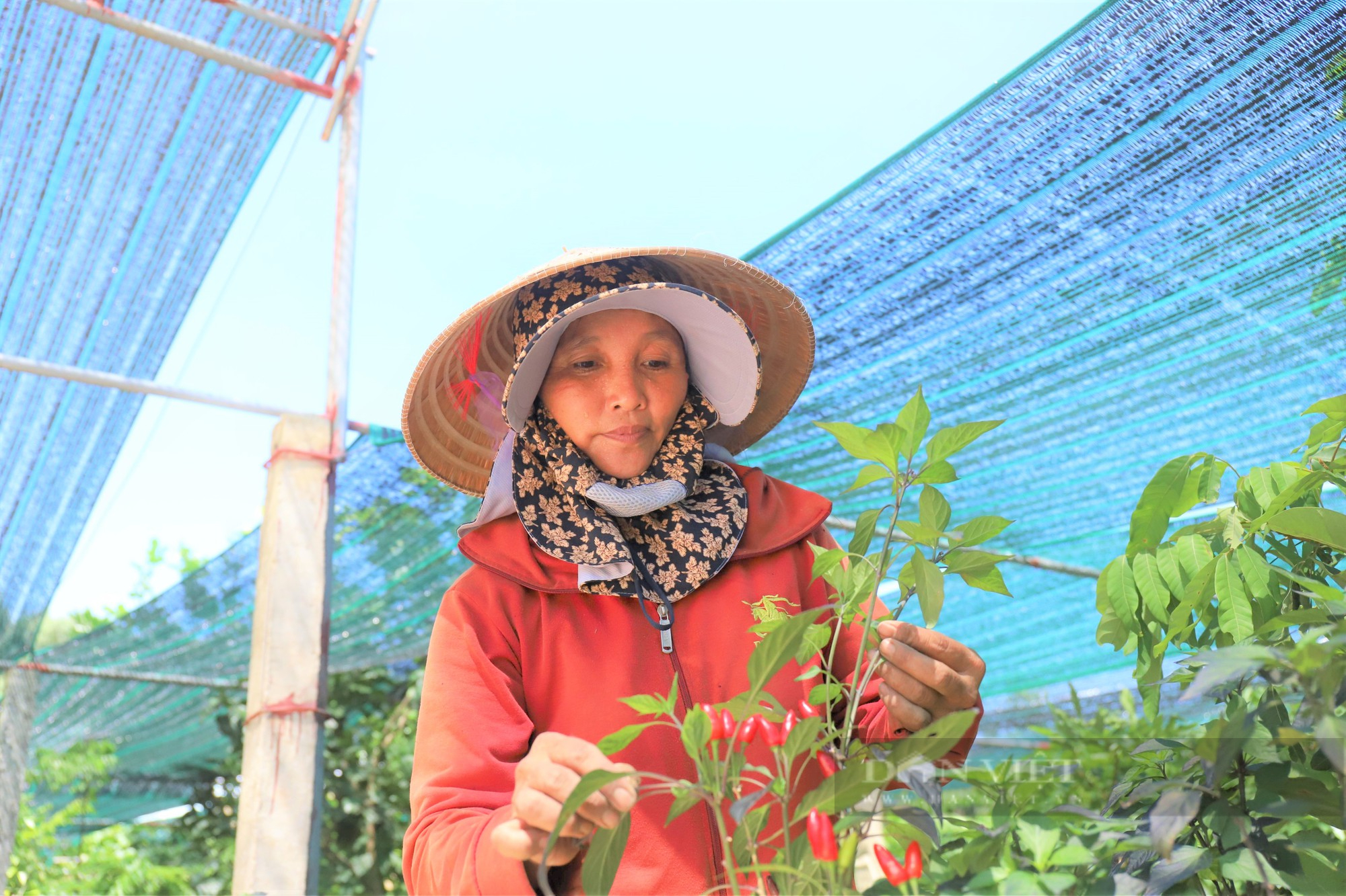 Nông dân Việt Nam xuất sắc 2022 đến từ Hà Tĩnh là hội viên đam mê ngắm cây “hái” ra tiền tỷ - Ảnh 9.