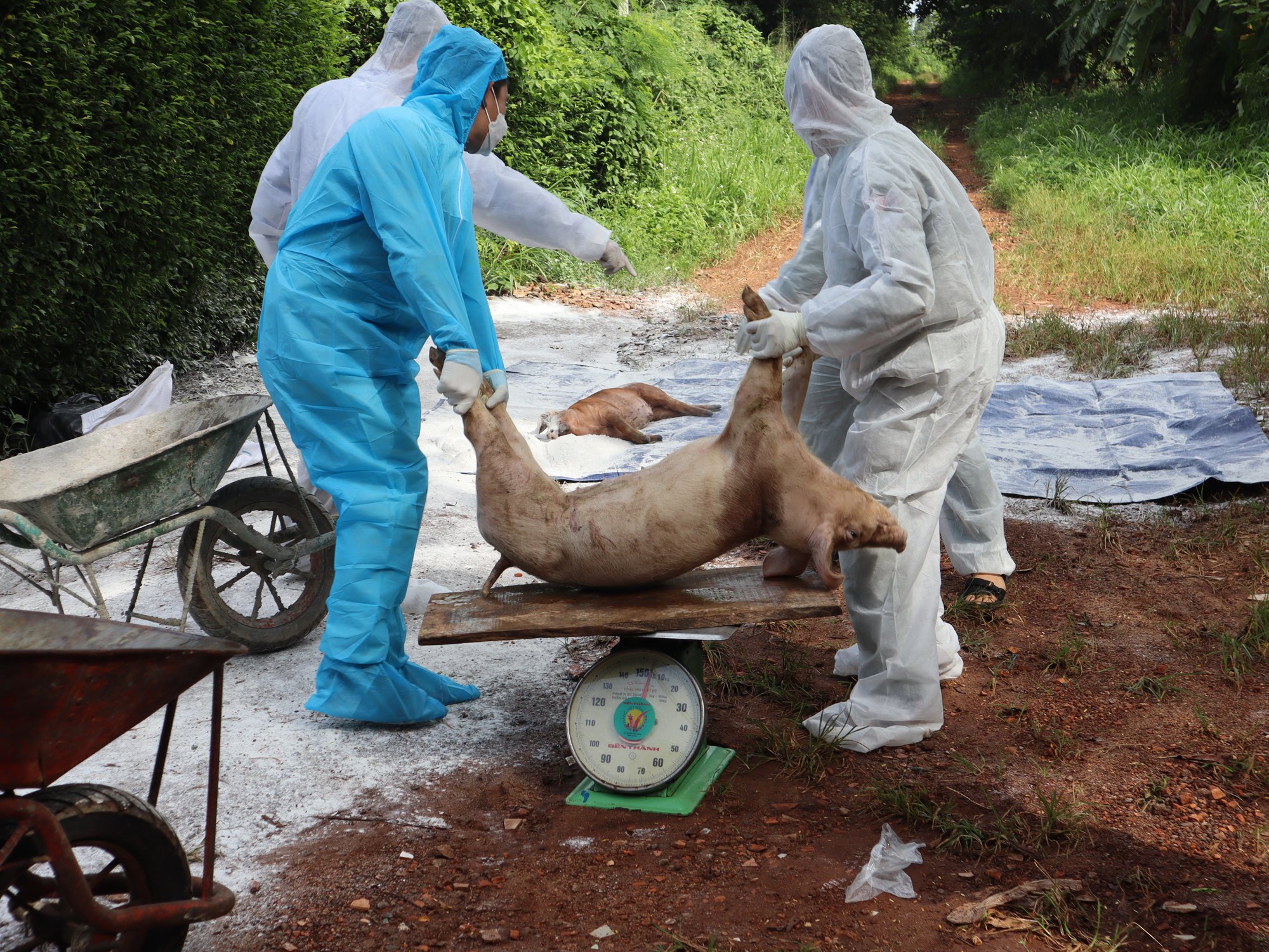 Đắk Lắk: Trong 1 tuần tiêu hủy hơn 200 con lợn mắc dịch tả châu Phi của 1 hộ dân - Ảnh 1.