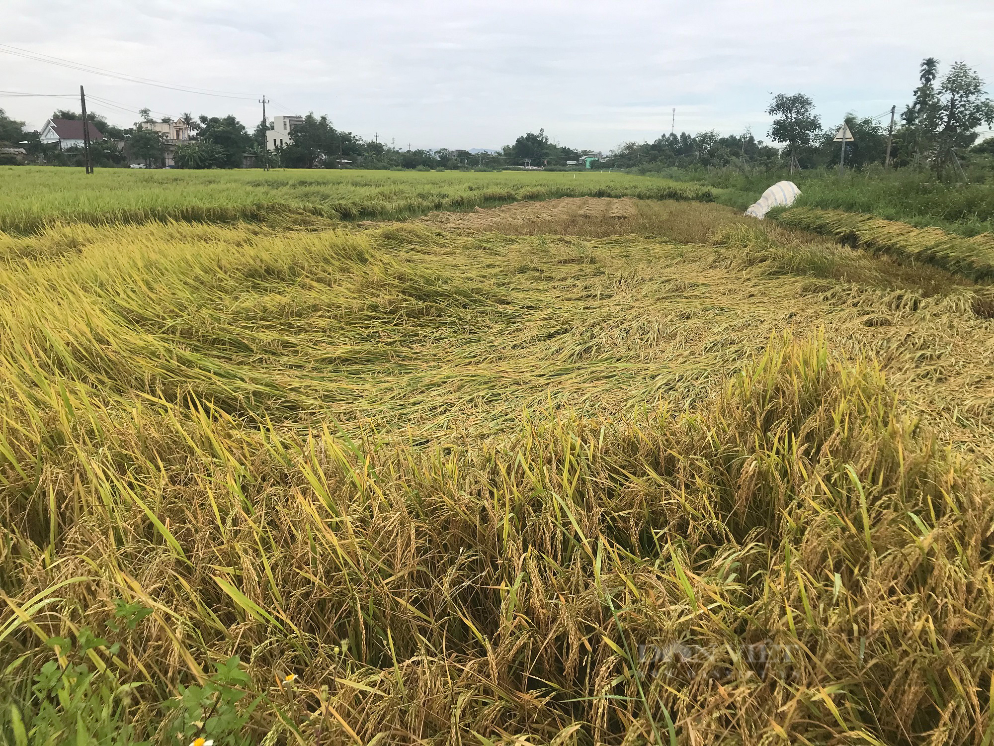 Nông dân Bình Định khốn đốn nhìn lúa ngã rạp đồng do mưa lớn bất thường  - Ảnh 2.