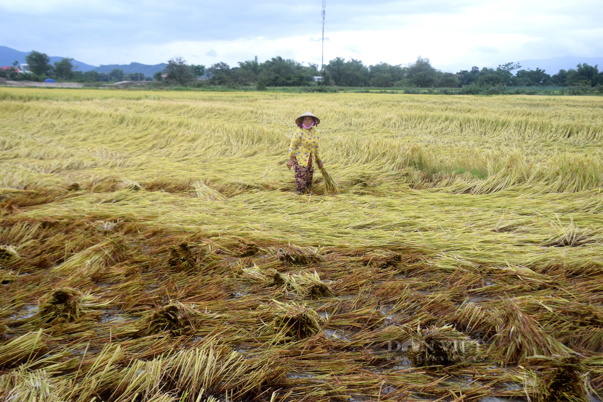 Nông dân Bình Định khốn đốn nhìn lúa ngã rạp đồng do mưa lớn bất thường  - Ảnh 1.