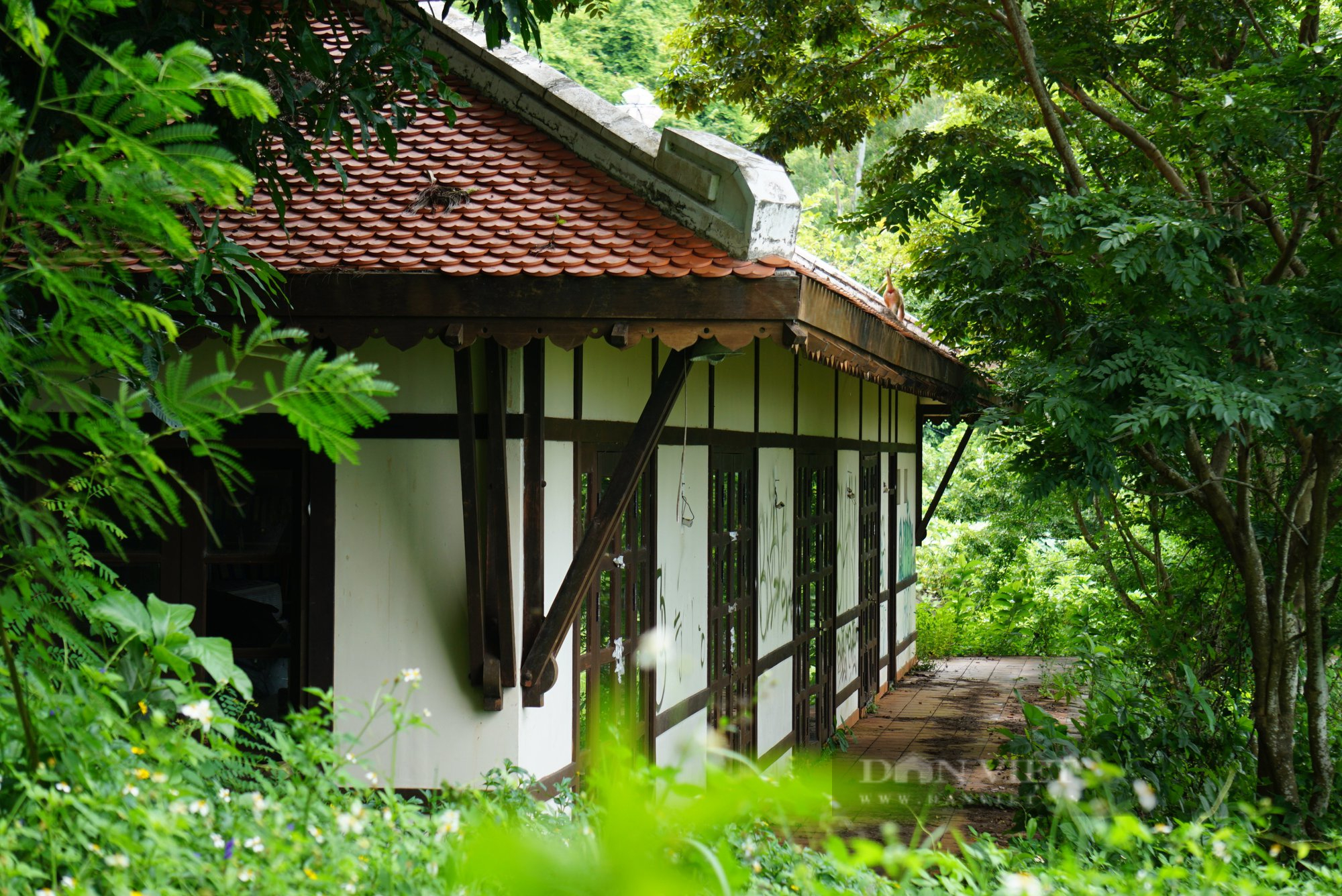 La liệt biệt thư &quot;đắp chiếu&quot;, cỏ mọc lút đầu trên bán đảo Sơn Trà, Đà Nẵng - Ảnh 4.