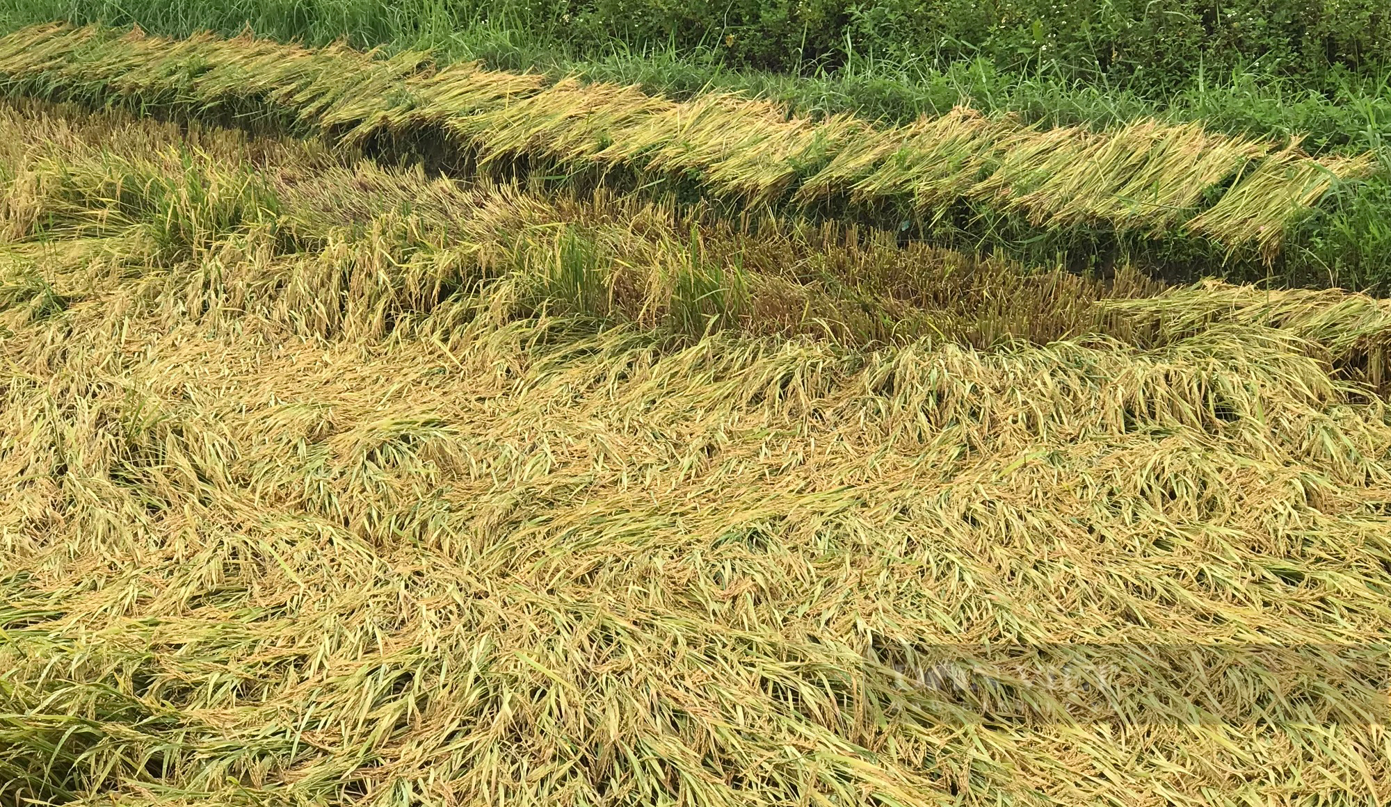 Nông dân Bình Định khốn đốn nhìn lúa ngã rạp đồng do mưa lớn bất thường  - Ảnh 6.