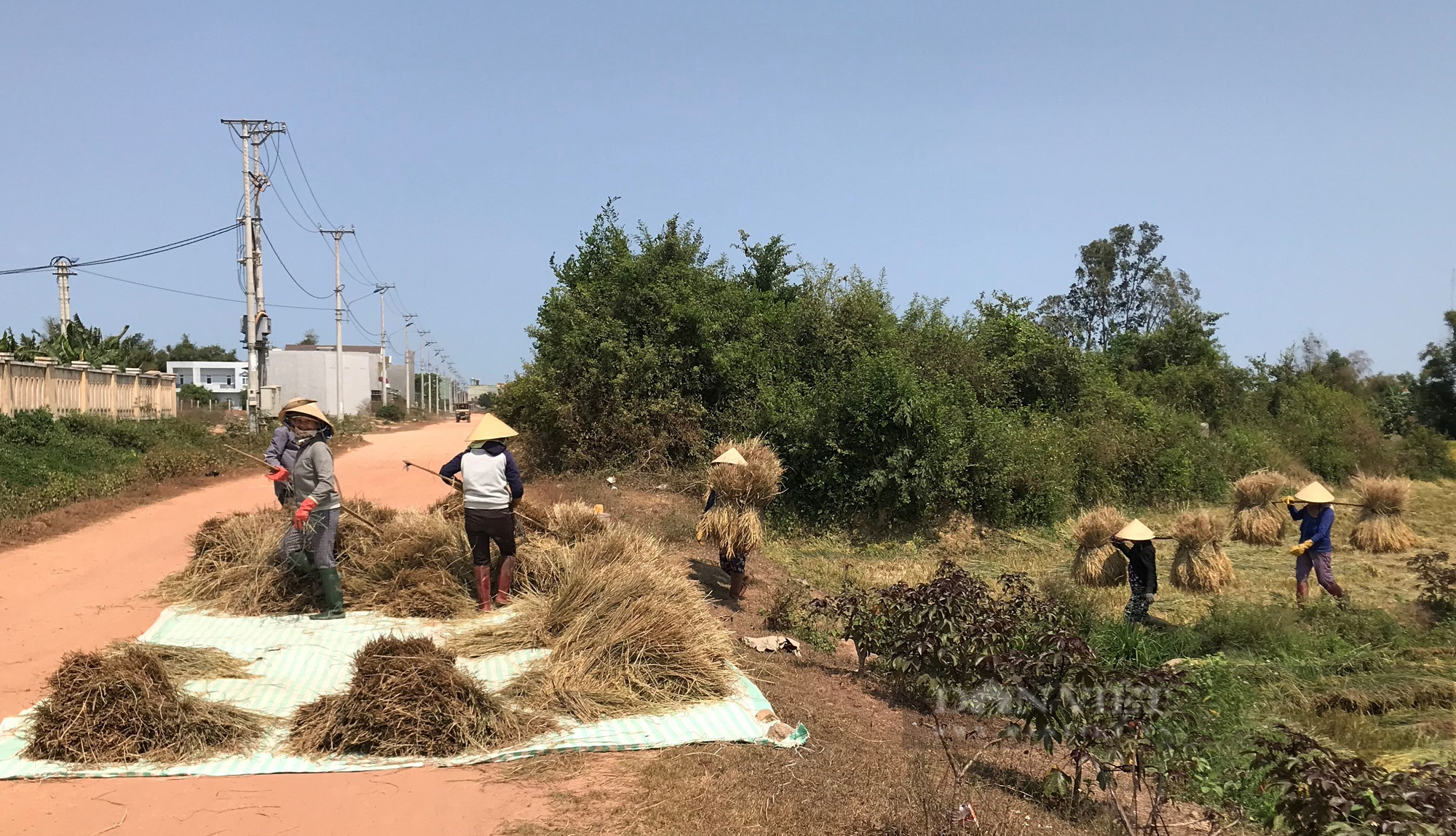 Nông dân Bình Định khốn đốn nhìn lúa ngã rạp đồng do mưa lớn bất thường  - Ảnh 4.