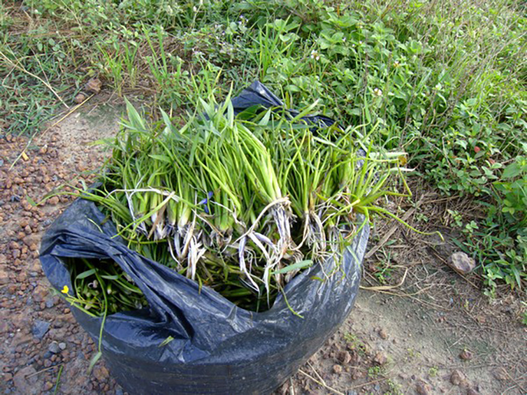 Loại rau không trồng cũng mọc sum suê, dân nhổ bán kiếm 600.000 đồng/ngày, là đặc sản miền Tây - Ảnh 1.