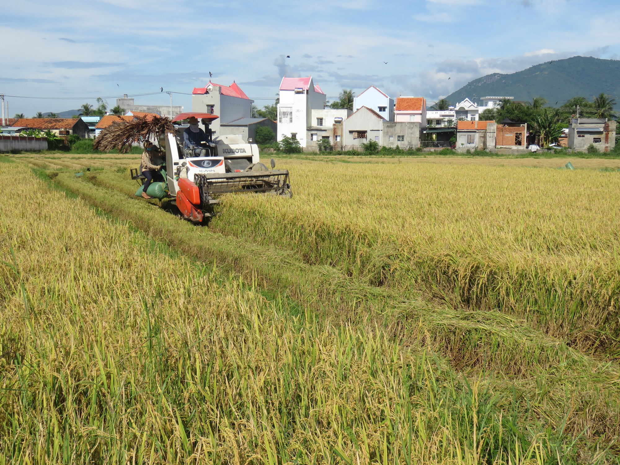 Nông dân Khánh Hòa trồng giống lúa mới, năng suất vượt trội, kháng sâu bệnh - Ảnh 2.