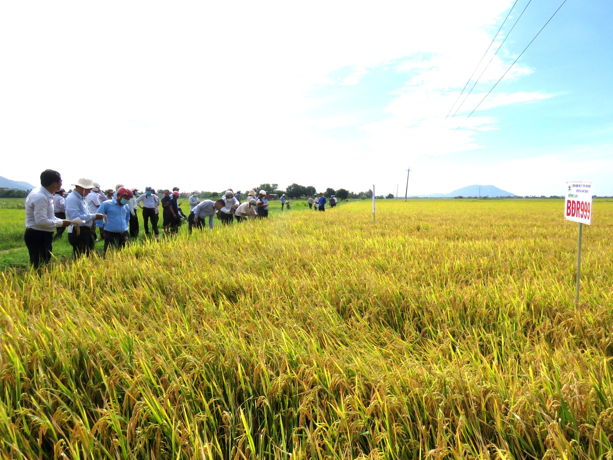 Nông dân Khánh Hòa trồng giống lúa mới, năng suất vượt trội, kháng sâu bệnh - Ảnh 1.