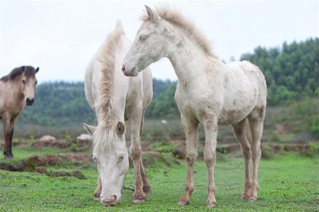 Bảo tồn nguồn gen ngựa bạch Lạng Sơn   - Ảnh 1.